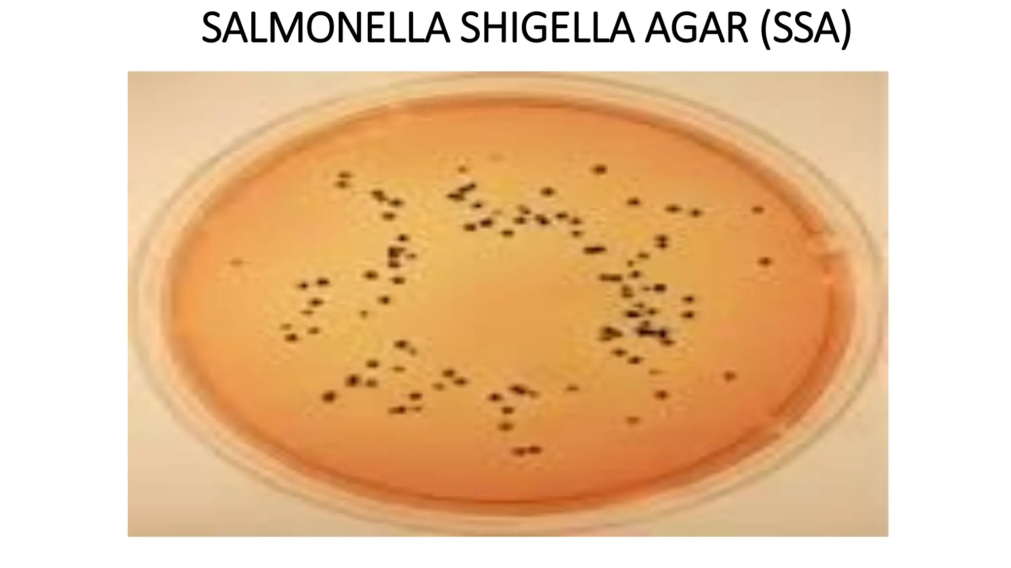 SALMONELLA SHIGELLA AGAR (SSA)
 