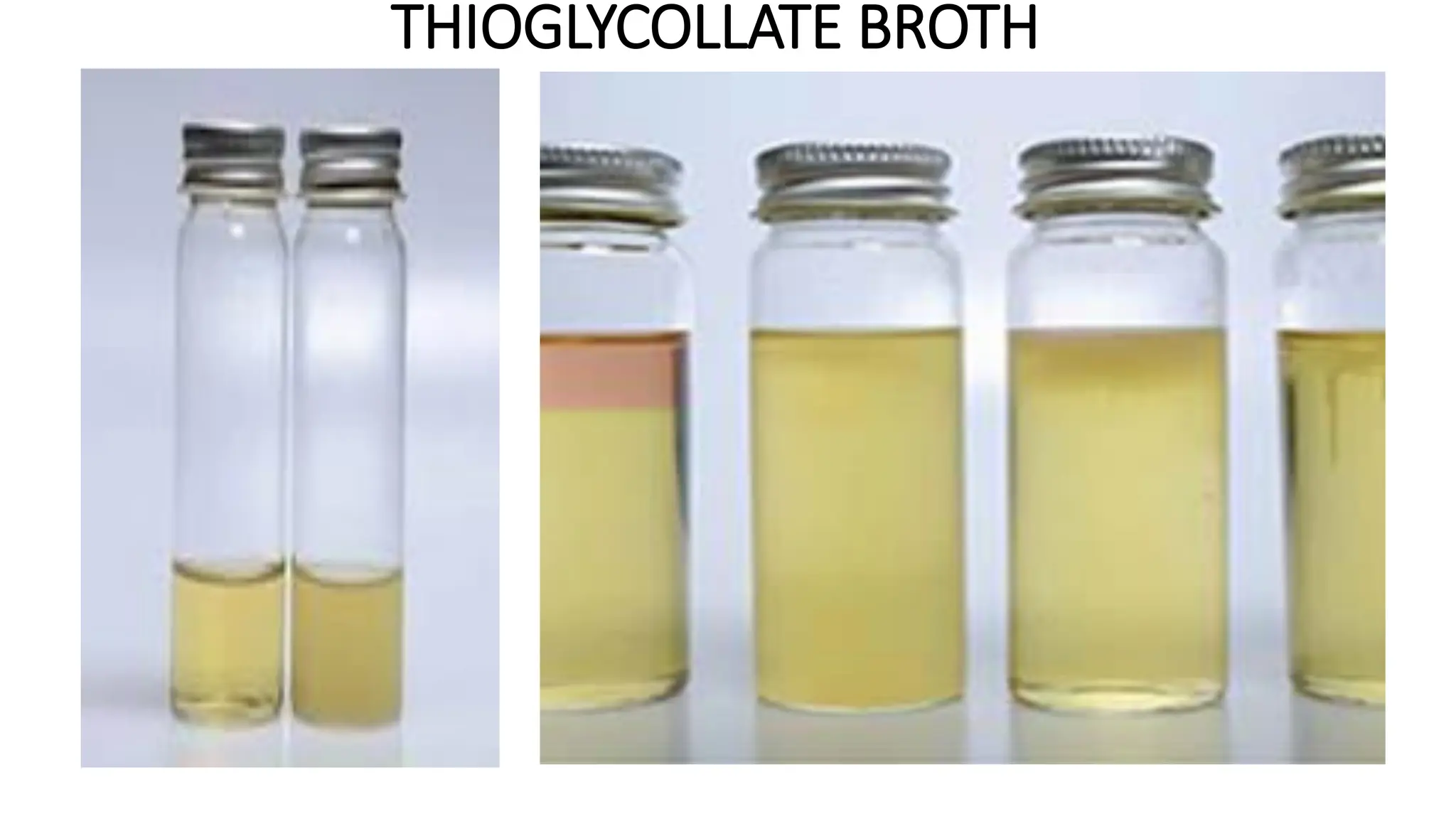 THIOGLYCOLLATE BROTH
 