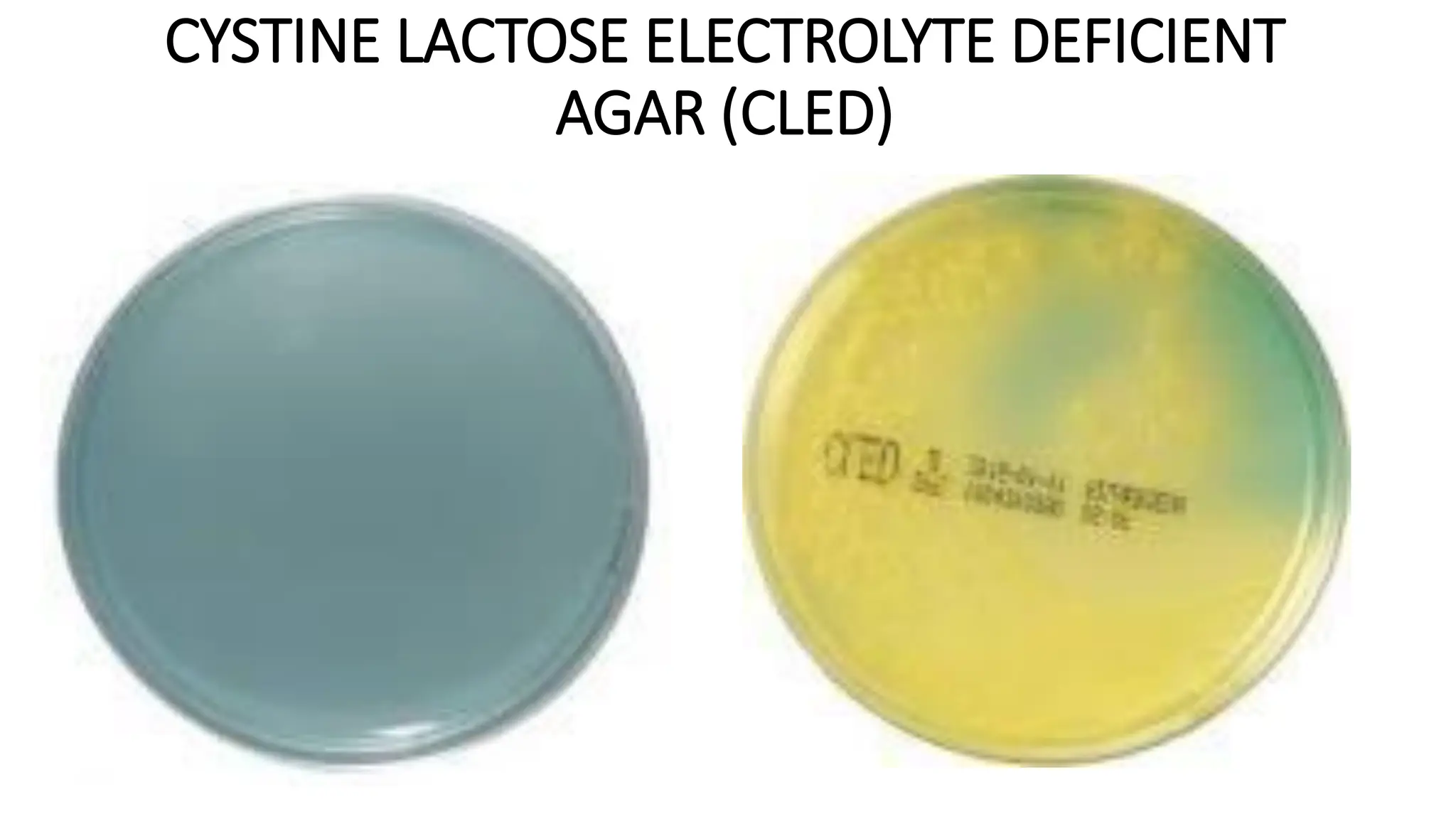 CYSTINE LACTOSE ELECTROLYTE DEFICIENT
AGAR (CLED)
 