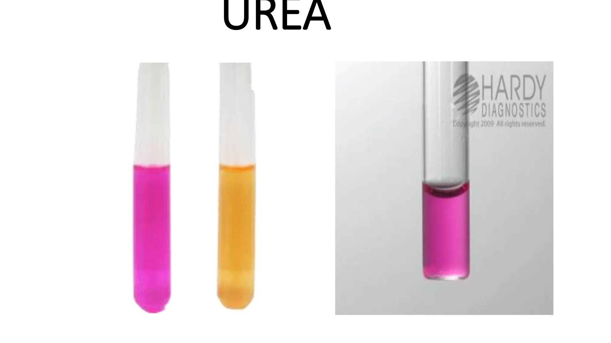 UREA
 