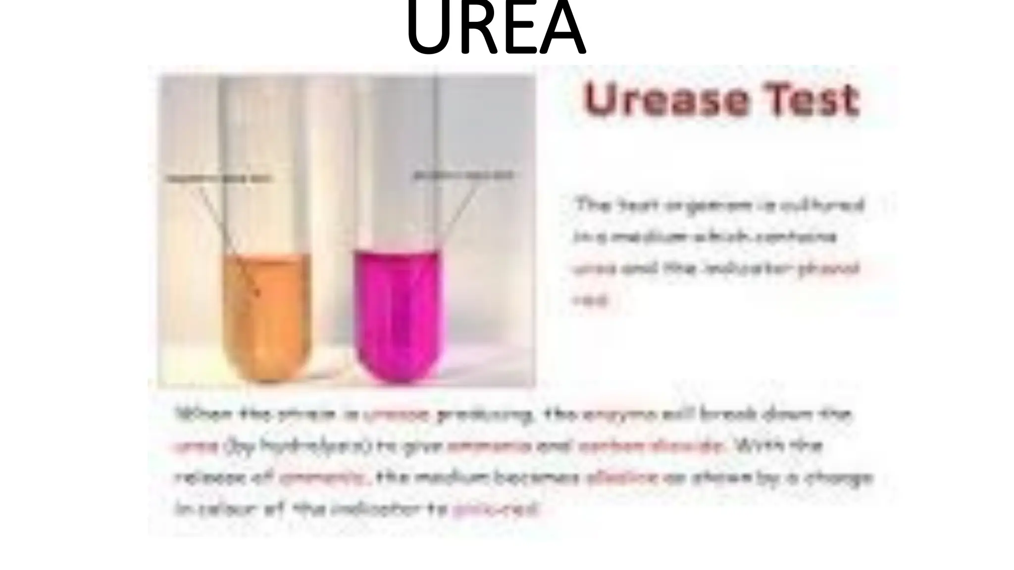 UREA
 