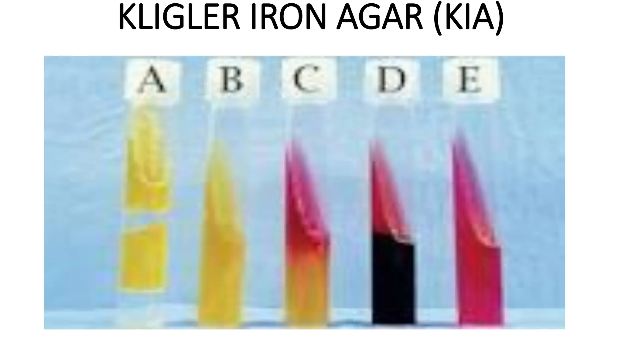 KLIGLER IRON AGAR (KIA)
 