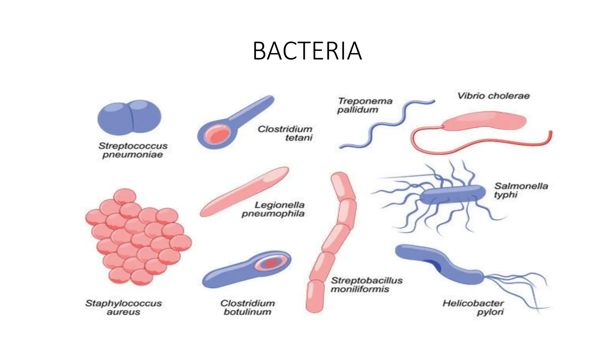 BACTERIA
 