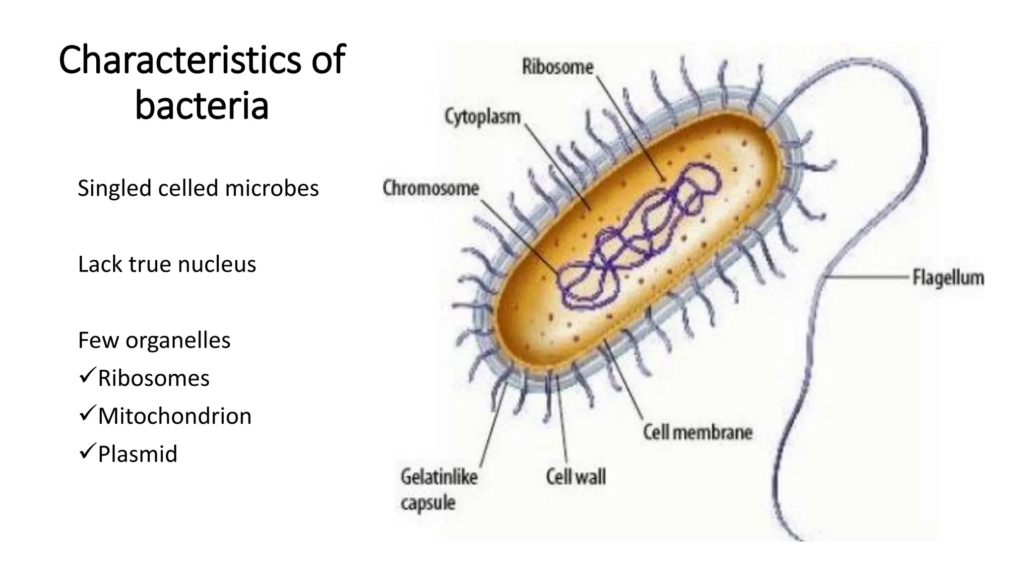 Characteristics of
bacteria
Singled celled microbes
Lack true nucleus
Few organelles
✓Ribosomes
✓Mitochondrion
✓Plasmid
 