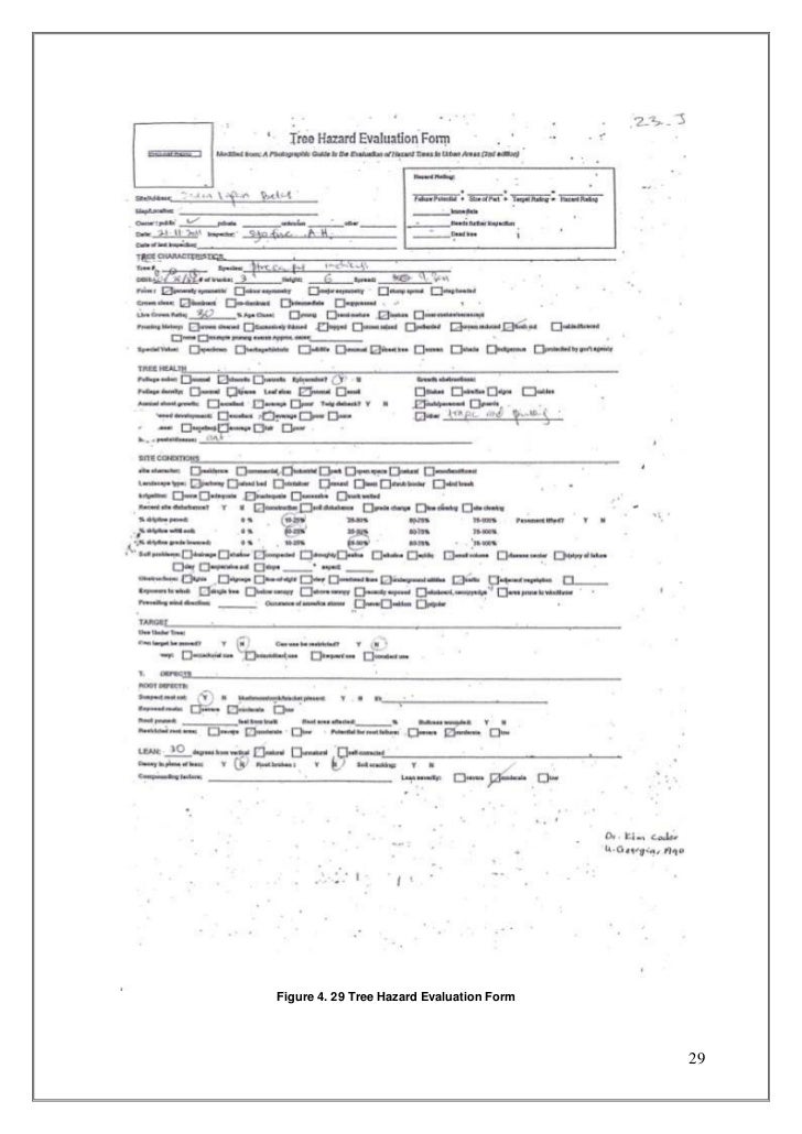 practical training report tree evaluation form
