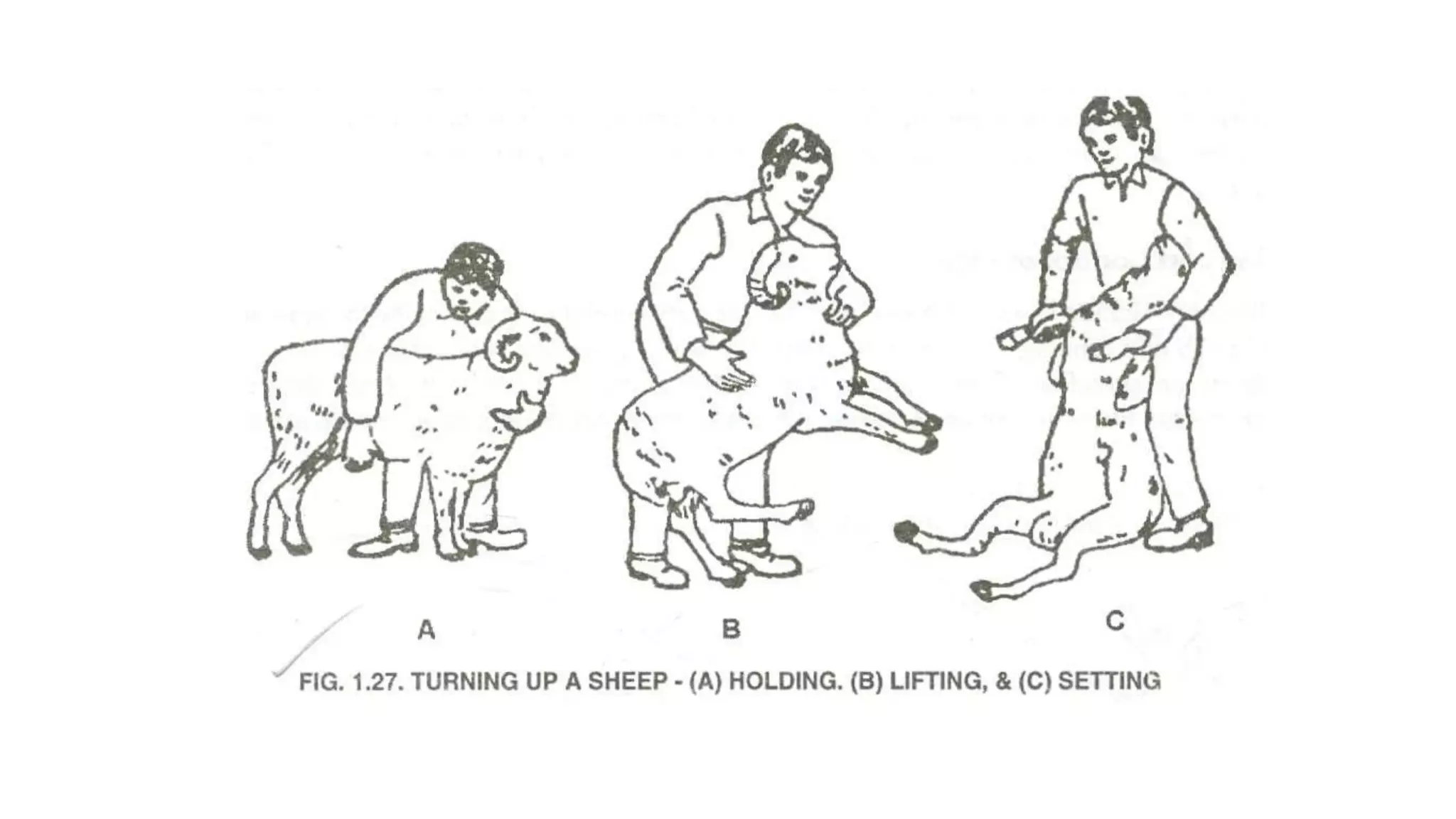 Practical Unit 2 Approaching Handling Methods And Restraining pptx