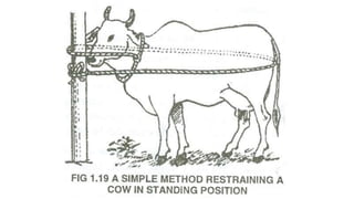 Practical Unit 2 Approaching, Handling methods, and restraining.pptx
