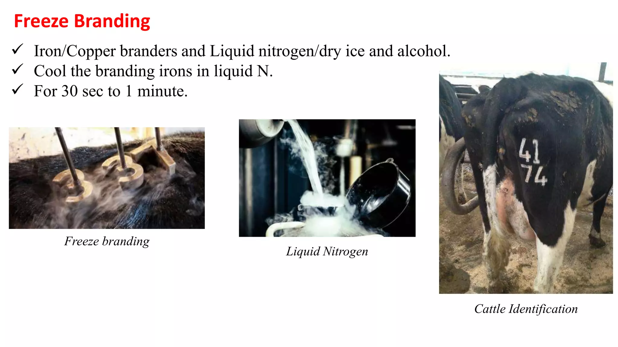 Practical Unit 4 Identification methods of farm animals and poultry.pptx