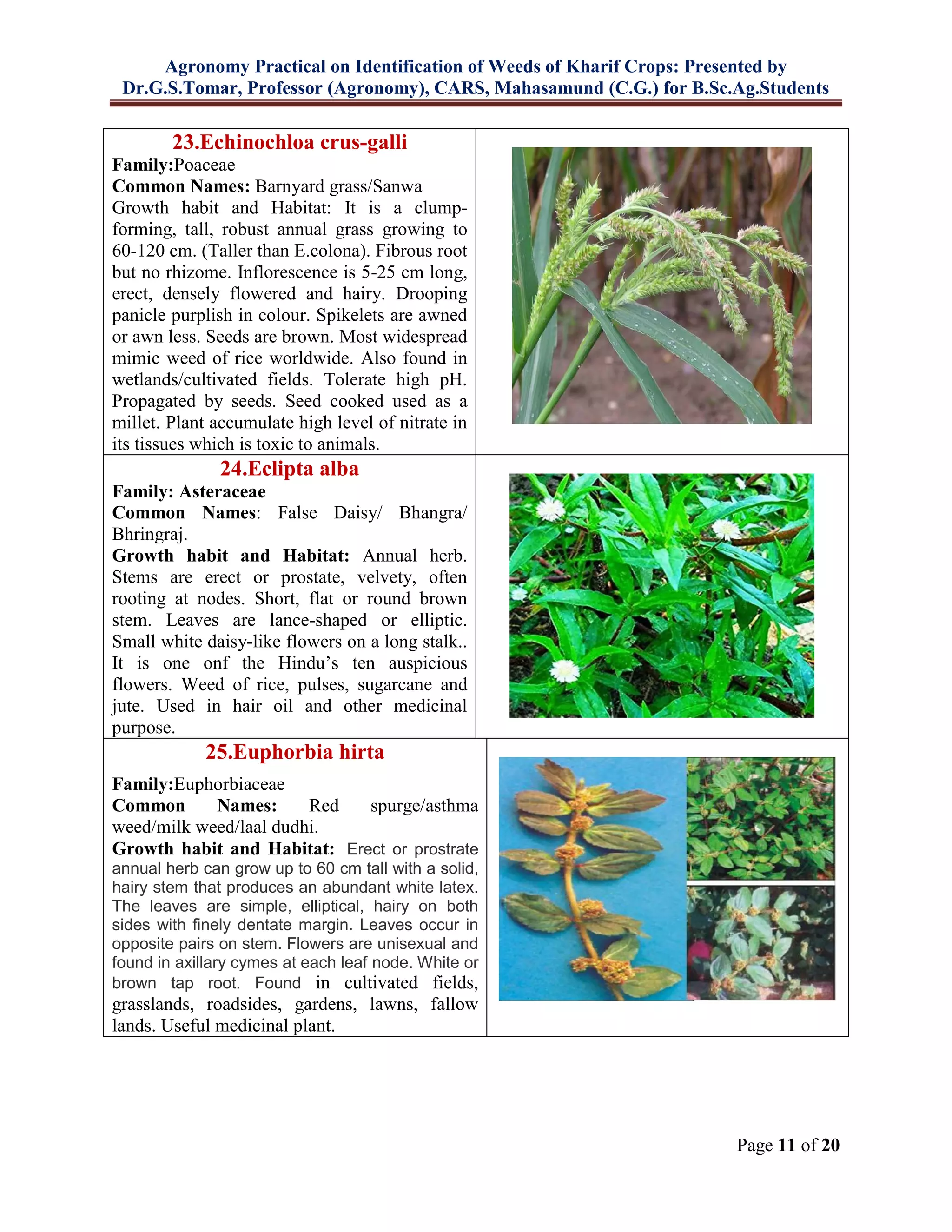 Agronomy Practical on Identification of Weeds of Kharif Crops: Presented by
Dr.G.S.Tomar, Professor (Agronomy), CARS, Mahasamund (C.G.) for B.Sc.Ag.Students
Page 11 of 20
23.Echinochloa crus-galli
Family:Poaceae
Common Names: Barnyard grass/Sanwa
Growth habit and Habitat: It is a clump-
forming, tall, robust annual grass growing to
60-120 cm. (Taller than E.colona). Fibrous root
but no rhizome. Inflorescence is 5-25 cm long,
erect, densely flowered and hairy. Drooping
panicle purplish in colour. Spikelets are awned
or awn less. Seeds are brown. Most widespread
mimic weed of rice worldwide. Also found in
wetlands/cultivated fields. Tolerate high pH.
Propagated by seeds. Seed cooked used as a
millet. Plant accumulate high level of nitrate in
its tissues which is toxic to animals.
24.Eclipta alba
Family: Asteraceae
Common Names: False Daisy/ Bhangra/
Bhringraj.
Growth habit and Habitat: Annual herb.
Stems are erect or prostate, velvety, often
rooting at nodes. Short, flat or round brown
stem. Leaves are lance-shaped or elliptic.
Small white daisy-like flowers on a long stalk..
It is one onf the Hindu’s ten auspicious
flowers. Weed of rice, pulses, sugarcane and
jute. Used in hair oil and other medicinal
purpose.
25.Euphorbia hirta
Family:Euphorbiaceae
Common Names: Red spurge/asthma
weed/milk weed/laal dudhi.
Growth habit and Habitat: Erect or prostrate
annual herb can grow up to 60 cm tall with a solid,
hairy stem that produces an abundant white latex.
The leaves are simple, elliptical, hairy on both
sides with finely dentate margin. Leaves occur in
opposite pairs on stem. Flowers are unisexual and
found in axillary cymes at each leaf node. White or
brown tap root. Found in cultivated fields,
grasslands, roadsides, gardens, lawns, fallow
lands. Useful medicinal plant.
 