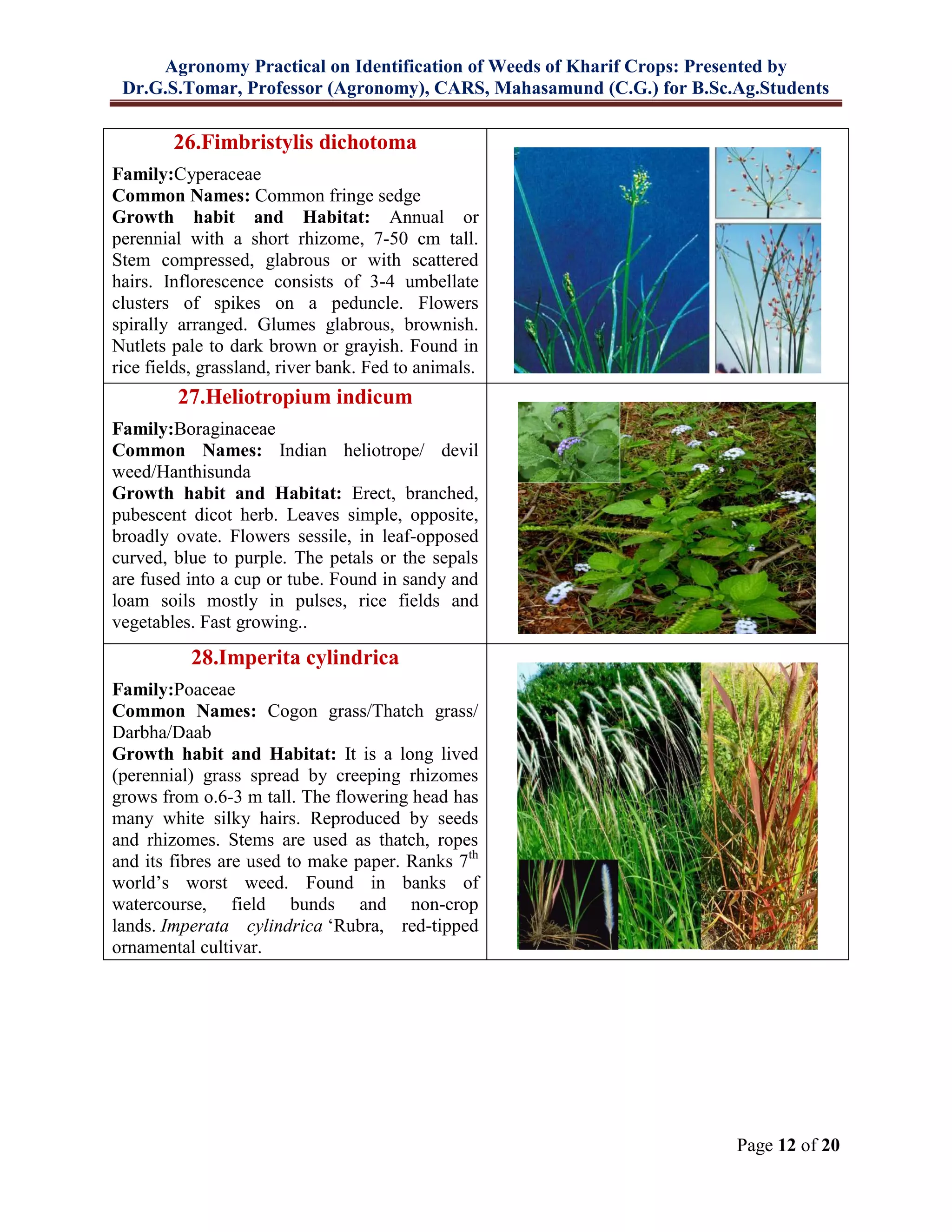 Agronomy Practical on Identification of Weeds of Kharif Crops: Presented by
Dr.G.S.Tomar, Professor (Agronomy), CARS, Mahasamund (C.G.) for B.Sc.Ag.Students
Page 12 of 20
26.Fimbristylis dichotoma
Family:Cyperaceae
Common Names: Common fringe sedge
Growth habit and Habitat: Annual or
perennial with a short rhizome, 7-50 cm tall.
Stem compressed, glabrous or with scattered
hairs. Inflorescence consists of 3-4 umbellate
clusters of spikes on a peduncle. Flowers
spirally arranged. Glumes glabrous, brownish.
Nutlets pale to dark brown or grayish. Found in
rice fields, grassland, river bank. Fed to animals.
27.Heliotropium indicum
Family:Boraginaceae
Common Names: Indian heliotrope/ devil
weed/Hanthisunda
Growth habit and Habitat: Erect, branched,
pubescent dicot herb. Leaves simple, opposite,
broadly ovate. Flowers sessile, in leaf-opposed
curved, blue to purple. The petals or the sepals
are fused into a cup or tube. Found in sandy and
loam soils mostly in pulses, rice fields and
vegetables. Fast growing..
28.Imperita cylindrica
Family:Poaceae
Common Names: Cogon grass/Thatch grass/
Darbha/Daab
Growth habit and Habitat: It is a long lived
(perennial) grass spread by creeping rhizomes
grows from o.6-3 m tall. The flowering head has
many white silky hairs. Reproduced by seeds
and rhizomes. Stems are used as thatch, ropes
and its fibres are used to make paper. Ranks 7th
world’s worst weed. Found in banks of
watercourse, field bunds and non-crop
lands. Imperata cylindrica ‘Rubra, red-tipped
ornamental cultivar.
 