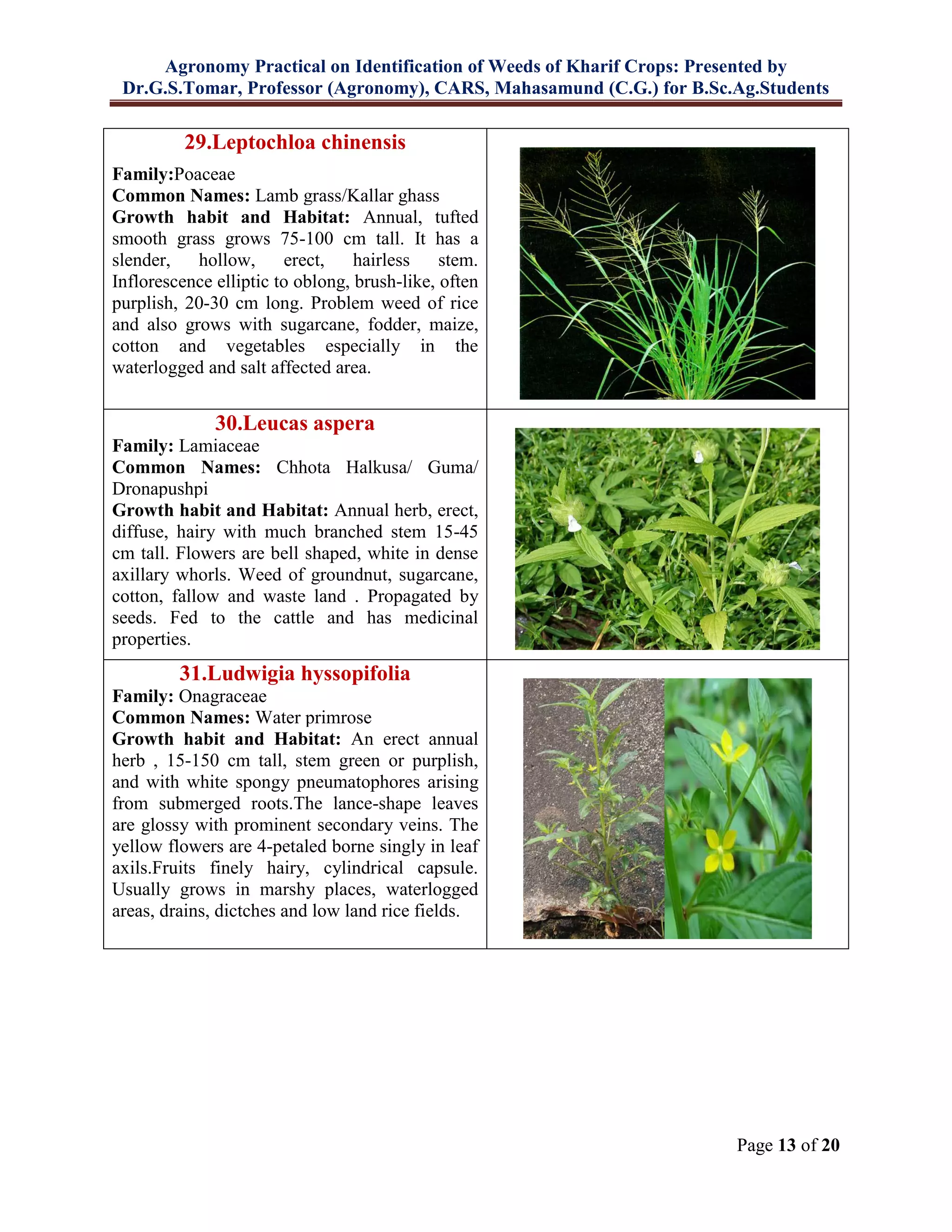 Agronomy Practical on Identification of Weeds of Kharif Crops: Presented by
Dr.G.S.Tomar, Professor (Agronomy), CARS, Mahasamund (C.G.) for B.Sc.Ag.Students
Page 13 of 20
29.Leptochloa chinensis
Family:Poaceae
Common Names: Lamb grass/Kallar ghass
Growth habit and Habitat: Annual, tufted
smooth grass grows 75-100 cm tall. It has a
slender, hollow, erect, hairless stem.
Inflorescence elliptic to oblong, brush-like, often
purplish, 20-30 cm long. Problem weed of rice
and also grows with sugarcane, fodder, maize,
cotton and vegetables especially in the
waterlogged and salt affected area.
30.Leucas aspera
Family: Lamiaceae
Common Names: Chhota Halkusa/ Guma/
Dronapushpi
Growth habit and Habitat: Annual herb, erect,
diffuse, hairy with much branched stem 15-45
cm tall. Flowers are bell shaped, white in dense
axillary whorls. Weed of groundnut, sugarcane,
cotton, fallow and waste land . Propagated by
seeds. Fed to the cattle and has medicinal
properties.
31.Ludwigia hyssopifolia
Family: Onagraceae
Common Names: Water primrose
Growth habit and Habitat: An erect annual
herb , 15-150 cm tall, stem green or purplish,
and with white spongy pneumatophores arising
from submerged roots.The lance-shape leaves
are glossy with prominent secondary veins. The
yellow flowers are 4-petaled borne singly in leaf
axils.Fruits finely hairy, cylindrical capsule.
Usually grows in marshy places, waterlogged
areas, drains, dictches and low land rice fields.
 