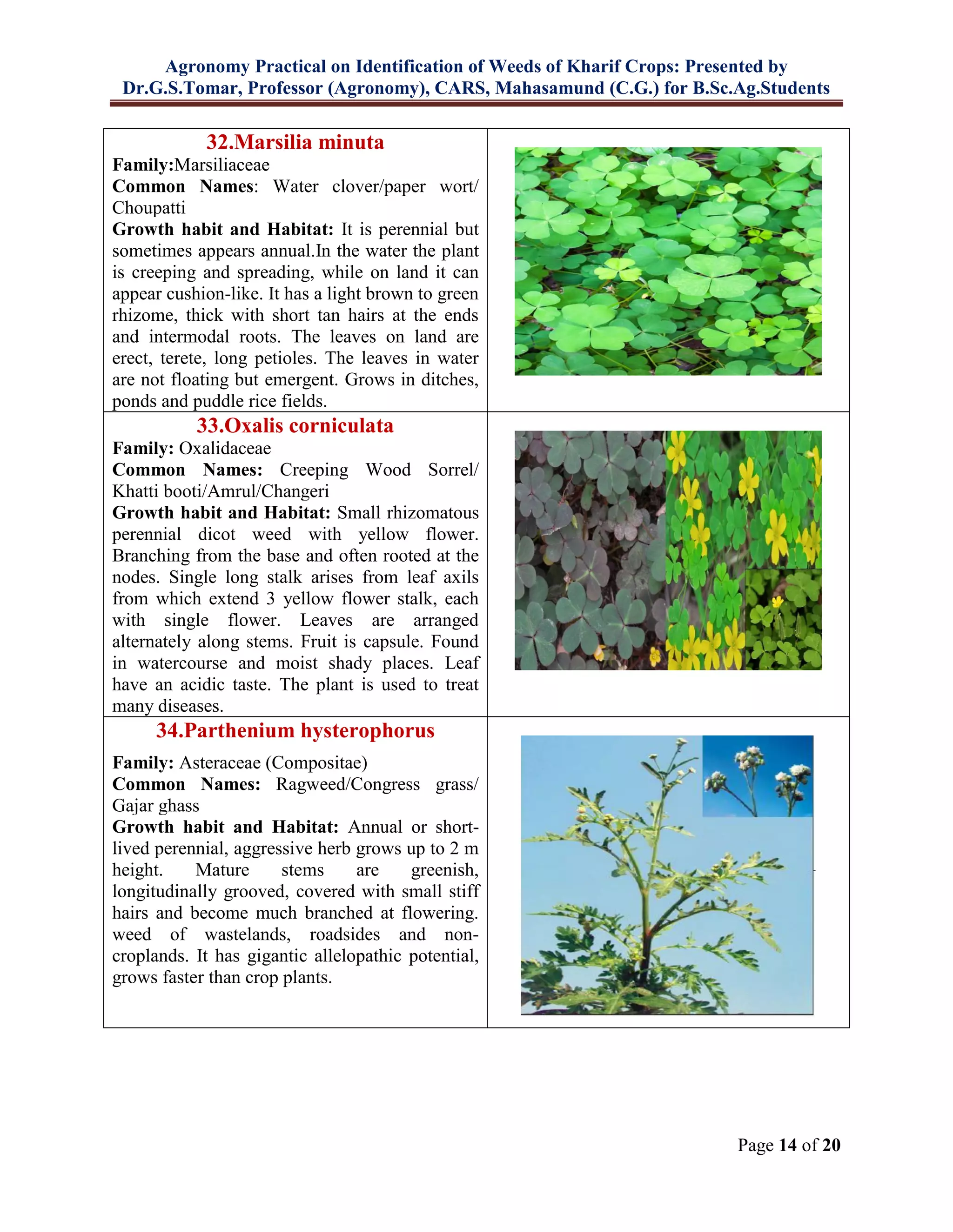 Agronomy Practical on Identification of Weeds of Kharif Crops: Presented by
Dr.G.S.Tomar, Professor (Agronomy), CARS, Mahasamund (C.G.) for B.Sc.Ag.Students
Page 14 of 20
32.Marsilia minuta
Family:Marsiliaceae
Common Names: Water clover/paper wort/
Choupatti
Growth habit and Habitat: It is perennial but
sometimes appears annual.In the water the plant
is creeping and spreading, while on land it can
appear cushion-like. It has a light brown to green
rhizome, thick with short tan hairs at the ends
and intermodal roots. The leaves on land are
erect, terete, long petioles. The leaves in water
are not floating but emergent. Grows in ditches,
ponds and puddle rice fields.
33.Oxalis corniculata
Family: Oxalidaceae
Common Names: Creeping Wood Sorrel/
Khatti booti/Amrul/Changeri
Growth habit and Habitat: Small rhizomatous
perennial dicot weed with yellow flower.
Branching from the base and often rooted at the
nodes. Single long stalk arises from leaf axils
from which extend 3 yellow flower stalk, each
with single flower. Leaves are arranged
alternately along stems. Fruit is capsule. Found
in watercourse and moist shady places. Leaf
have an acidic taste. The plant is used to treat
many diseases.
34.Parthenium hysterophorus
Family: Asteraceae (Compositae)
Common Names: Ragweed/Congress grass/
Gajar ghass
Growth habit and Habitat: Annual or short-
lived perennial, aggressive herb grows up to 2 m
height. Mature stems are greenish,
longitudinally grooved, covered with small stiff
hairs and become much branched at flowering.
weed of wastelands, roadsides and non-
croplands. It has gigantic allelopathic potential,
grows faster than crop plants.
 