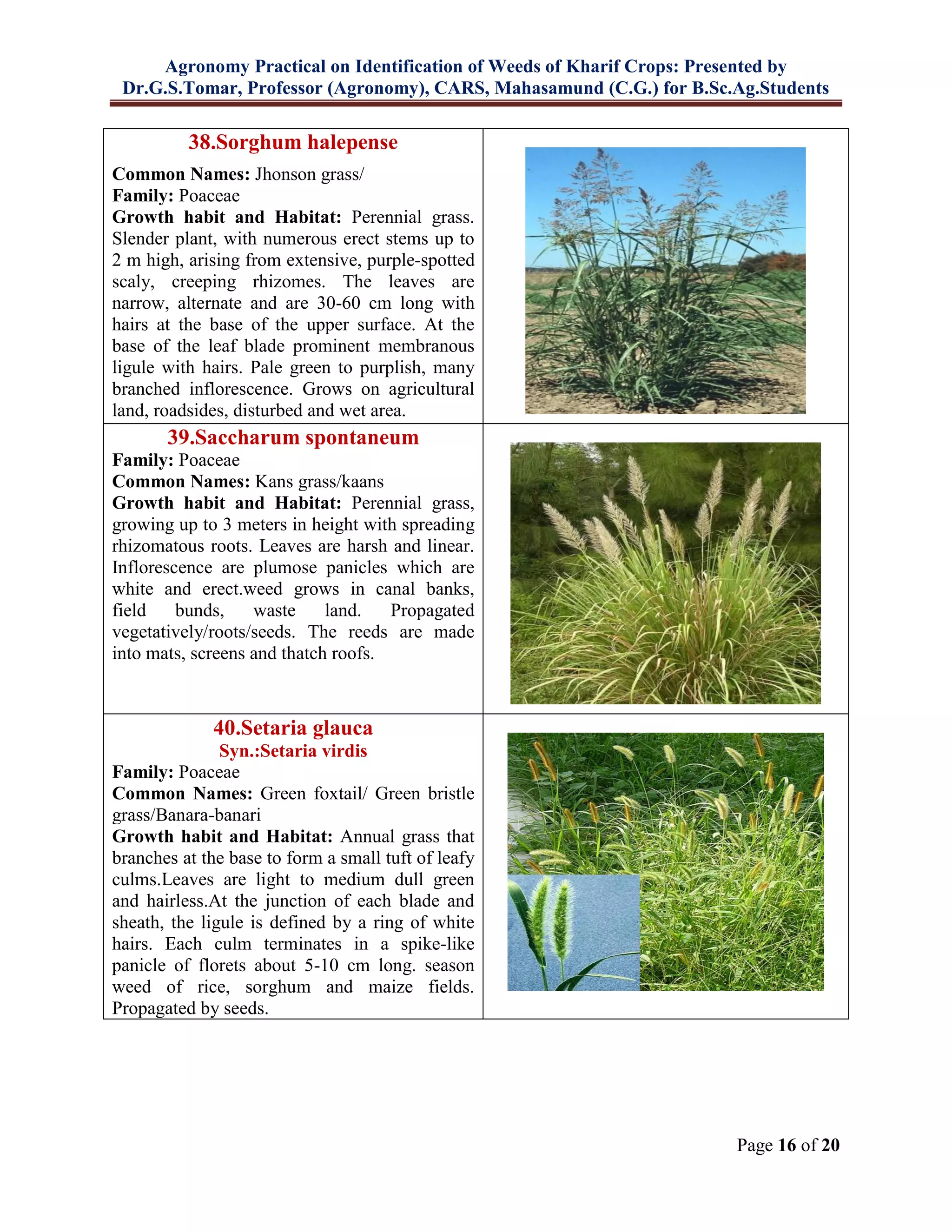 Agronomy Practical on Identification of Weeds of Kharif Crops: Presented by
Dr.G.S.Tomar, Professor (Agronomy), CARS, Mahasamund (C.G.) for B.Sc.Ag.Students
Page 16 of 20
38.Sorghum halepense
Common Names: Jhonson grass/
Family: Poaceae
Growth habit and Habitat: Perennial grass.
Slender plant, with numerous erect stems up to
2 m high, arising from extensive, purple-spotted
scaly, creeping rhizomes. The leaves are
narrow, alternate and are 30-60 cm long with
hairs at the base of the upper surface. At the
base of the leaf blade prominent membranous
ligule with hairs. Pale green to purplish, many
branched inflorescence. Grows on agricultural
land, roadsides, disturbed and wet area.
39.Saccharum spontaneum
Family: Poaceae
Common Names: Kans grass/kaans
Growth habit and Habitat: Perennial grass,
growing up to 3 meters in height with spreading
rhizomatous roots. Leaves are harsh and linear.
Inflorescence are plumose panicles which are
white and erect.weed grows in canal banks,
field bunds, waste land. Propagated
vegetatively/roots/seeds. The reeds are made
into mats, screens and thatch roofs.
40.Setaria glauca
Syn.:Setaria virdis
Family: Poaceae
Common Names: Green foxtail/ Green bristle
grass/Banara-banari
Growth habit and Habitat: Annual grass that
branches at the base to form a small tuft of leafy
culms.Leaves are light to medium dull green
and hairless.At the junction of each blade and
sheath, the ligule is defined by a ring of white
hairs. Each culm terminates in a spike-like
panicle of florets about 5-10 cm long. season
weed of rice, sorghum and maize fields.
Propagated by seeds.
 