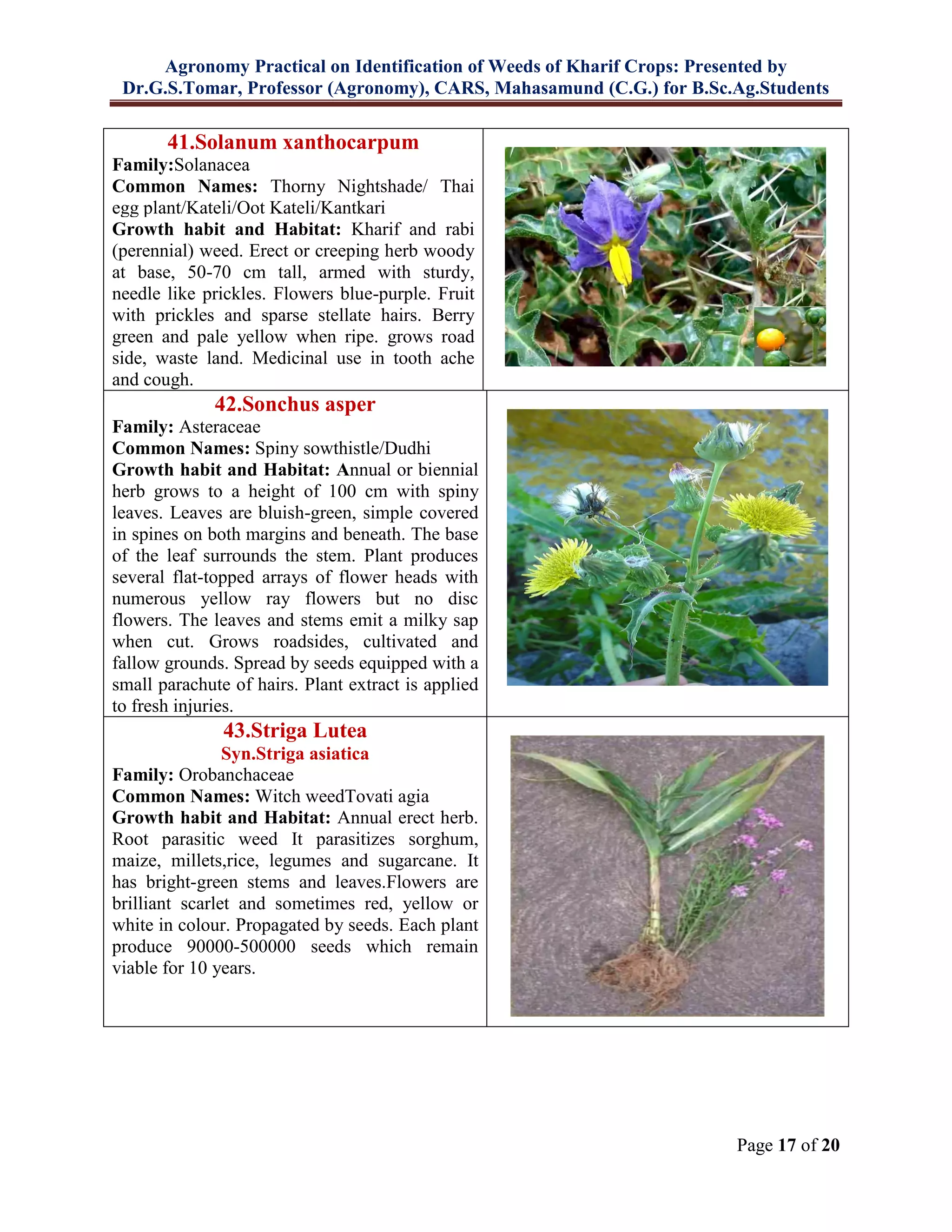 Agronomy Practical on Identification of Weeds of Kharif Crops: Presented by
Dr.G.S.Tomar, Professor (Agronomy), CARS, Mahasamund (C.G.) for B.Sc.Ag.Students
Page 17 of 20
41.Solanum xanthocarpum
Family:Solanacea
Common Names: Thorny Nightshade/ Thai
egg plant/Kateli/Oot Kateli/Kantkari
Growth habit and Habitat: Kharif and rabi
(perennial) weed. Erect or creeping herb woody
at base, 50-70 cm tall, armed with sturdy,
needle like prickles. Flowers blue-purple. Fruit
with prickles and sparse stellate hairs. Berry
green and pale yellow when ripe. grows road
side, waste land. Medicinal use in tooth ache
and cough.
42.Sonchus asper
Family: Asteraceae
Common Names: Spiny sowthistle/Dudhi
Growth habit and Habitat: Annual or biennial
herb grows to a height of 100 cm with spiny
leaves. Leaves are bluish-green, simple covered
in spines on both margins and beneath. The base
of the leaf surrounds the stem. Plant produces
several flat-topped arrays of flower heads with
numerous yellow ray flowers but no disc
flowers. The leaves and stems emit a milky sap
when cut. Grows roadsides, cultivated and
fallow grounds. Spread by seeds equipped with a
small parachute of hairs. Plant extract is applied
to fresh injuries.
43.Striga Lutea
Syn.Striga asiatica
Family: Orobanchaceae
Common Names: Witch weedTovati agia
Growth habit and Habitat: Annual erect herb.
Root parasitic weed It parasitizes sorghum,
maize, millets,rice, legumes and sugarcane. It
has bright-green stems and leaves.Flowers are
brilliant scarlet and sometimes red, yellow or
white in colour. Propagated by seeds. Each plant
produce 90000-500000 seeds which remain
viable for 10 years.
 