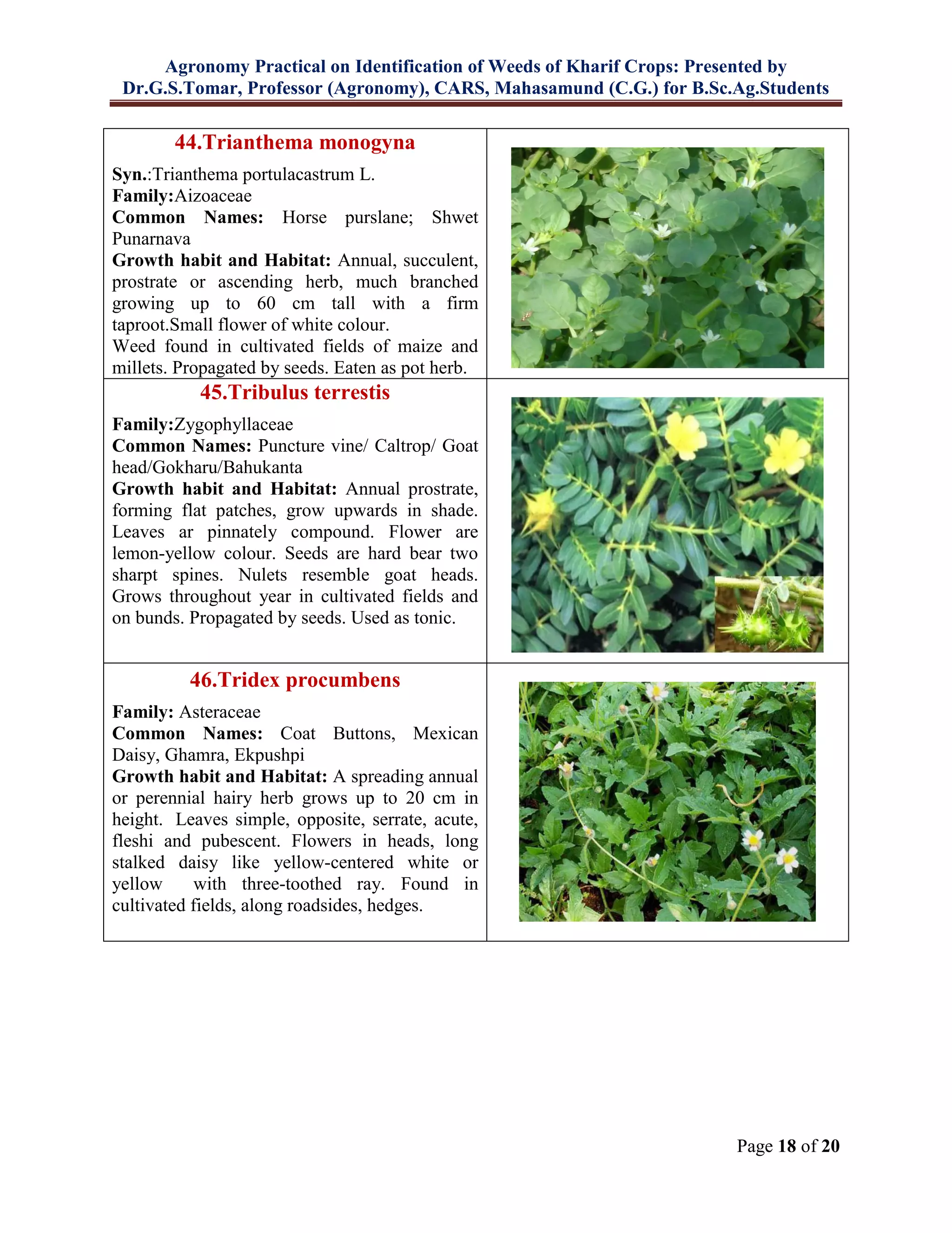 Agronomy Practical on Identification of Weeds of Kharif Crops: Presented by
Dr.G.S.Tomar, Professor (Agronomy), CARS, Mahasamund (C.G.) for B.Sc.Ag.Students
Page 18 of 20
44.Trianthema monogyna
Syn.:Trianthema portulacastrum L.
Family:Aizoaceae
Common Names: Horse purslane; Shwet
Punarnava
Growth habit and Habitat: Annual, succulent,
prostrate or ascending herb, much branched
growing up to 60 cm tall with a firm
taproot.Small flower of white colour.
Weed found in cultivated fields of maize and
millets. Propagated by seeds. Eaten as pot herb.
45.Tribulus terrestis
Family:Zygophyllaceae
Common Names: Puncture vine/ Caltrop/ Goat
head/Gokharu/Bahukanta
Growth habit and Habitat: Annual prostrate,
forming flat patches, grow upwards in shade.
Leaves ar pinnately compound. Flower are
lemon-yellow colour. Seeds are hard bear two
sharpt spines. Nulets resemble goat heads.
Grows throughout year in cultivated fields and
on bunds. Propagated by seeds. Used as tonic.
46.Tridex procumbens
Family: Asteraceae
Common Names: Coat Buttons, Mexican
Daisy, Ghamra, Ekpushpi
Growth habit and Habitat: A spreading annual
or perennial hairy herb grows up to 20 cm in
height. Leaves simple, opposite, serrate, acute,
fleshi and pubescent. Flowers in heads, long
stalked daisy like yellow-centered white or
yellow with three-toothed ray. Found in
cultivated fields, along roadsides, hedges.
 