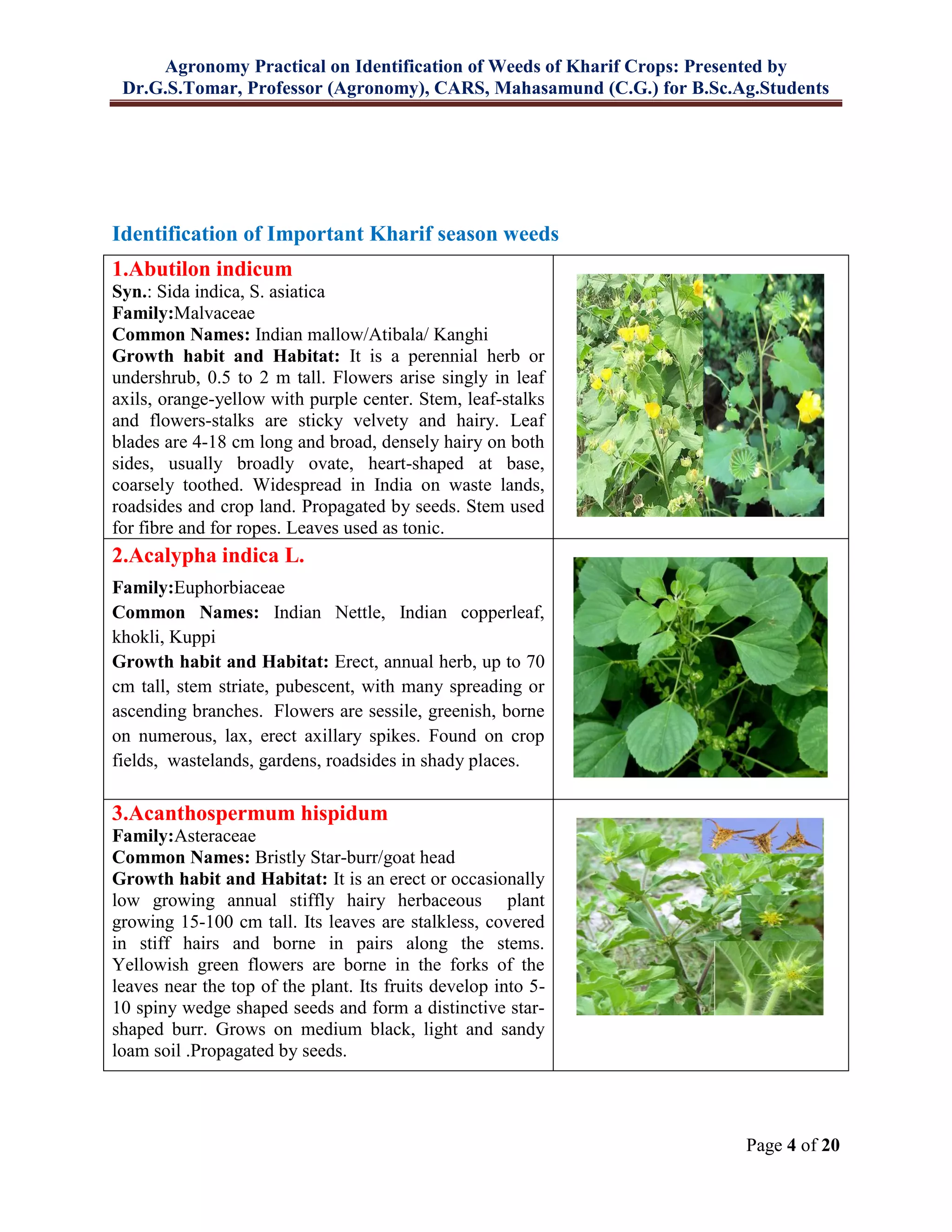Agronomy Practical on Identification of Weeds of Kharif Crops: Presented by
Dr.G.S.Tomar, Professor (Agronomy), CARS, Mahasamund (C.G.) for B.Sc.Ag.Students
Page 4 of 20
Identification of Important Kharif season weeds
1.Abutilon indicum
Syn.: Sida indica, S. asiatica
Family:Malvaceae
Common Names: Indian mallow/Atibala/ Kanghi
Growth habit and Habitat: It is a perennial herb or
undershrub, 0.5 to 2 m tall. Flowers arise singly in leaf
axils, orange-yellow with purple center. Stem, leaf-stalks
and flowers-stalks are sticky velvety and hairy. Leaf
blades are 4-18 cm long and broad, densely hairy on both
sides, usually broadly ovate, heart-shaped at base,
coarsely toothed. Widespread in India on waste lands,
roadsides and crop land. Propagated by seeds. Stem used
for fibre and for ropes. Leaves used as tonic.
2.Acalypha indica L.
Family:Euphorbiaceae
Common Names: Indian Nettle, Indian copperleaf,
khokli, Kuppi
Growth habit and Habitat: Erect, annual herb, up to 70
cm tall, stem striate, pubescent, with many spreading or
ascending branches. Flowers are sessile, greenish, borne
on numerous, lax, erect axillary spikes. Found on crop
fields, wastelands, gardens, roadsides in shady places.
3.Acanthospermum hispidum
Family:Asteraceae
Common Names: Bristly Star-burr/goat head
Growth habit and Habitat: It is an erect or occasionally
low growing annual stiffly hairy herbaceous plant
growing 15-100 cm tall. Its leaves are stalkless, covered
in stiff hairs and borne in pairs along the stems.
Yellowish green flowers are borne in the forks of the
leaves near the top of the plant. Its fruits develop into 5-
10 spiny wedge shaped seeds and form a distinctive star-
shaped burr. Grows on medium black, light and sandy
loam soil .Propagated by seeds.
 
