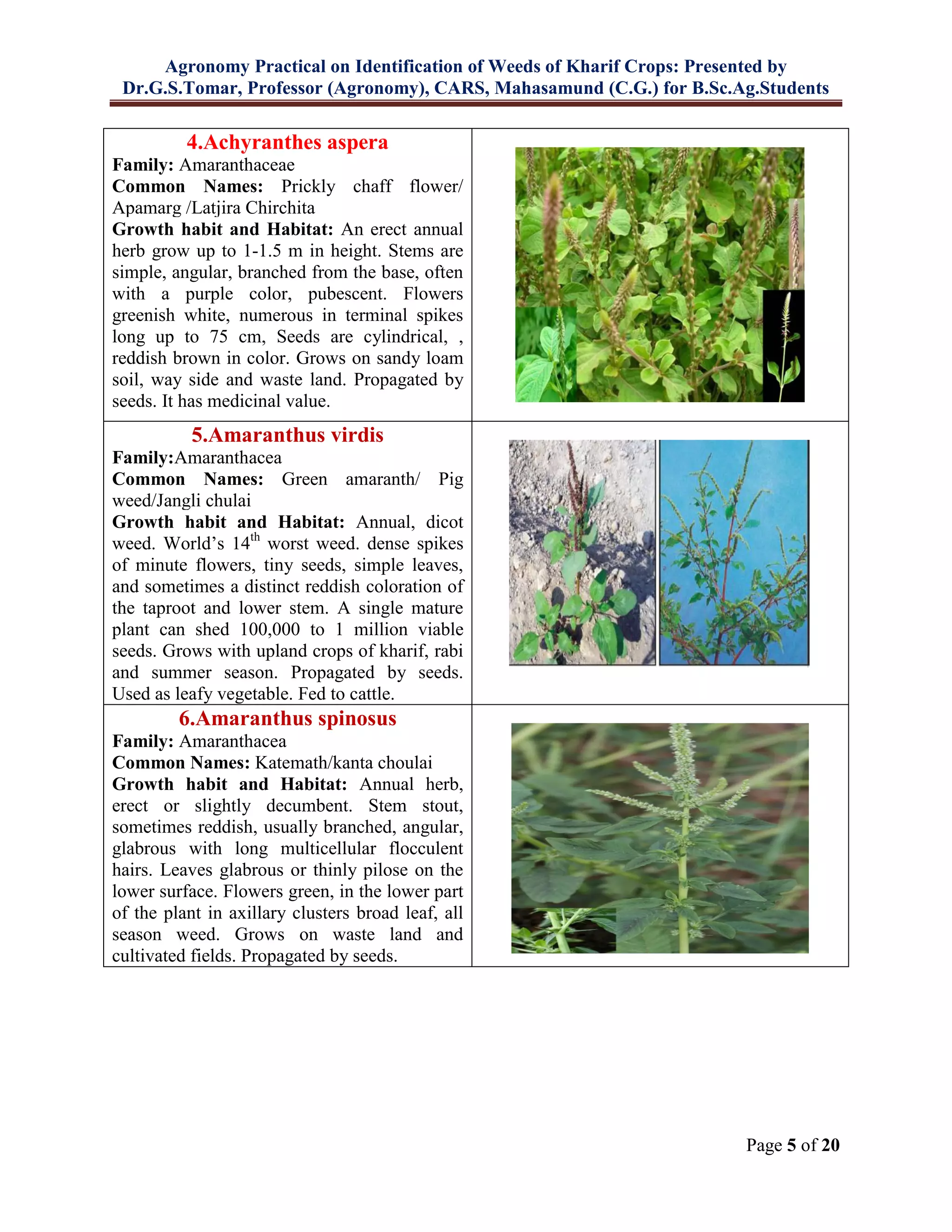 Agronomy Practical on Identification of Weeds of Kharif Crops: Presented by
Dr.G.S.Tomar, Professor (Agronomy), CARS, Mahasamund (C.G.) for B.Sc.Ag.Students
Page 5 of 20
4.Achyranthes aspera
Family: Amaranthaceae
Common Names: Prickly chaff flower/
Apamarg /Latjira Chirchita
Growth habit and Habitat: An erect annual
herb grow up to 1-1.5 m in height. Stems are
simple, angular, branched from the base, often
with a purple color, pubescent. Flowers
greenish white, numerous in terminal spikes
long up to 75 cm, Seeds are cylindrical, ,
reddish brown in color. Grows on sandy loam
soil, way side and waste land. Propagated by
seeds. It has medicinal value.
5.Amaranthus virdis
Family:Amaranthacea
Common Names: Green amaranth/ Pig
weed/Jangli chulai
Growth habit and Habitat: Annual, dicot
weed. World’s 14th
worst weed. dense spikes
of minute flowers, tiny seeds, simple leaves,
and sometimes a distinct reddish coloration of
the taproot and lower stem. A single mature
plant can shed 100,000 to 1 million viable
seeds. Grows with upland crops of kharif, rabi
and summer season. Propagated by seeds.
Used as leafy vegetable. Fed to cattle.
6.Amaranthus spinosus
Family: Amaranthacea
Common Names: Katemath/kanta choulai
Growth habit and Habitat: Annual herb,
erect or slightly decumbent. Stem stout,
sometimes reddish, usually branched, angular,
glabrous with long multicellular flocculent
hairs. Leaves glabrous or thinly pilose on the
lower surface. Flowers green, in the lower part
of the plant in axillary clusters broad leaf, all
season weed. Grows on waste land and
cultivated fields. Propagated by seeds.
 