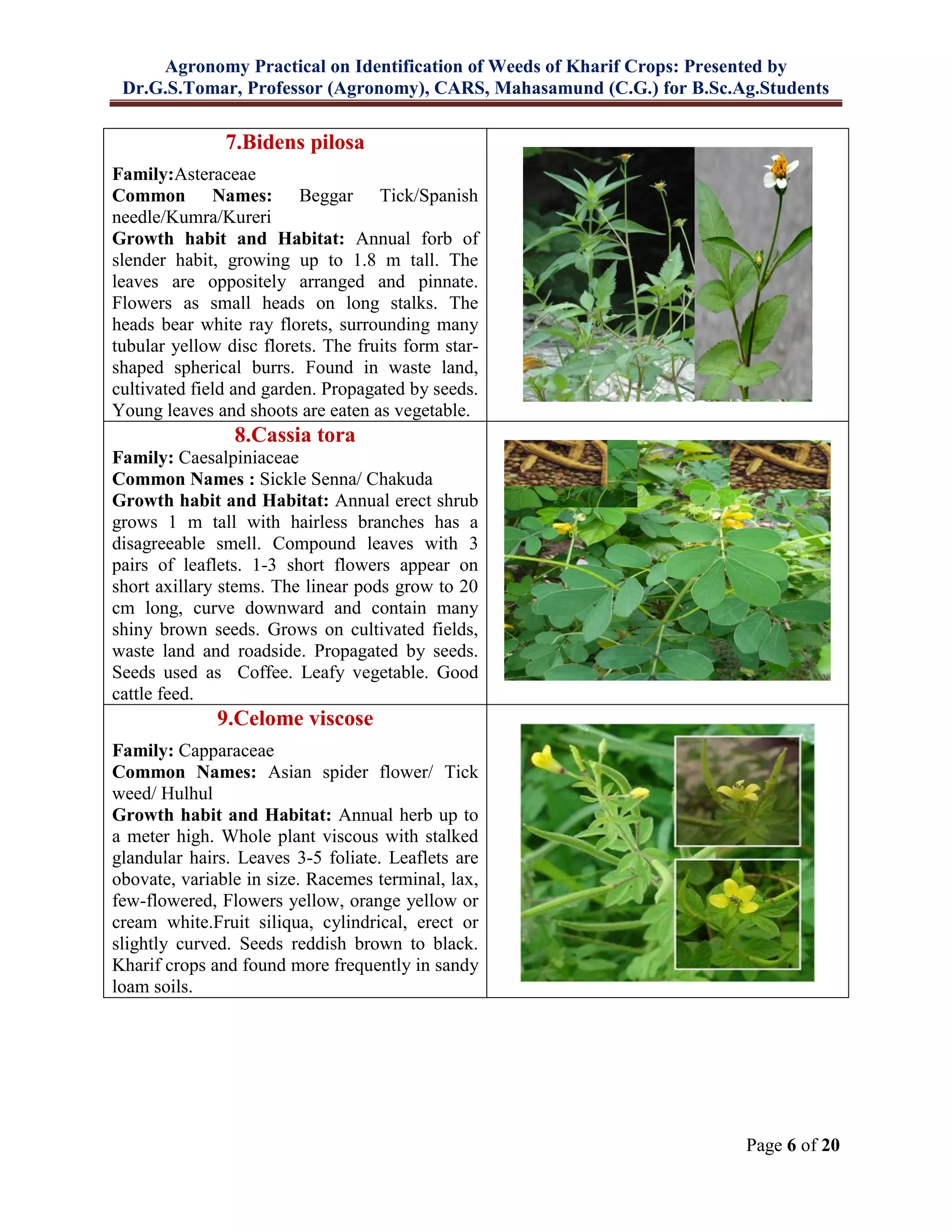 Agronomy Practical on Identification of Weeds of Kharif Crops: Presented by
Dr.G.S.Tomar, Professor (Agronomy), CARS, Mahasamund (C.G.) for B.Sc.Ag.Students
Page 6 of 20
7.Bidens pilosa
Family:Asteraceae
Common Names: Beggar Tick/Spanish
needle/Kumra/Kureri
Growth habit and Habitat: Annual forb of
slender habit, growing up to 1.8 m tall. The
leaves are oppositely arranged and pinnate.
Flowers as small heads on long stalks. The
heads bear white ray florets, surrounding many
tubular yellow disc florets. The fruits form star-
shaped spherical burrs. Found in waste land,
cultivated field and garden. Propagated by seeds.
Young leaves and shoots are eaten as vegetable.
8.Cassia tora
Family: Caesalpiniaceae
Common Names : Sickle Senna/ Chakuda
Growth habit and Habitat: Annual erect shrub
grows 1 m tall with hairless branches has a
disagreeable smell. Compound leaves with 3
pairs of leaflets. 1-3 short flowers appear on
short axillary stems. The linear pods grow to 20
cm long, curve downward and contain many
shiny brown seeds. Grows on cultivated fields,
waste land and roadside. Propagated by seeds.
Seeds used as Coffee. Leafy vegetable. Good
cattle feed.
9.Celome viscose
Family: Capparaceae
Common Names: Asian spider flower/ Tick
weed/ Hulhul
Growth habit and Habitat: Annual herb up to
a meter high. Whole plant viscous with stalked
glandular hairs. Leaves 3-5 foliate. Leaflets are
obovate, variable in size. Racemes terminal, lax,
few-flowered, Flowers yellow, orange yellow or
cream white.Fruit siliqua, cylindrical, erect or
slightly curved. Seeds reddish brown to black.
Kharif crops and found more frequently in sandy
loam soils.
 