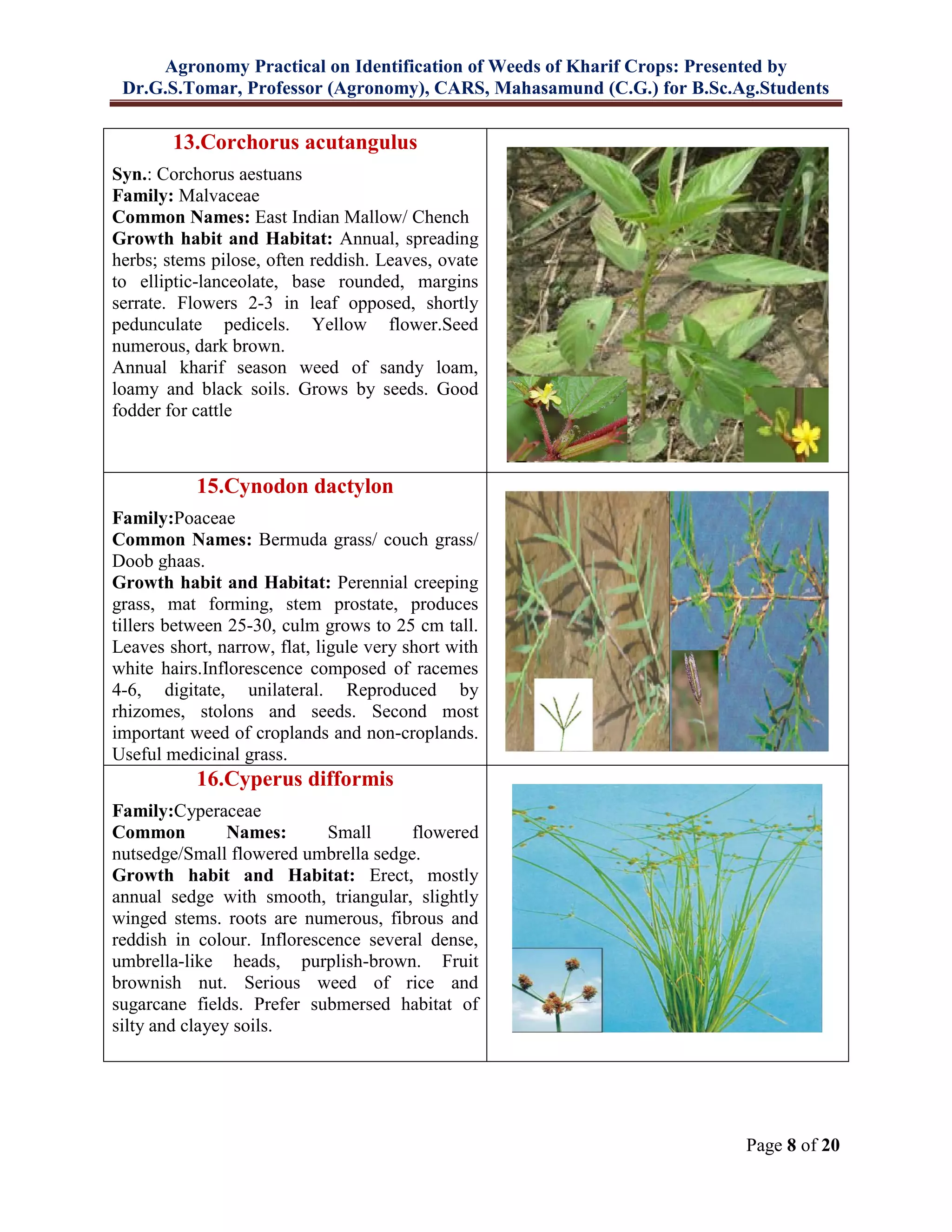 Agronomy Practical on Identification of Weeds of Kharif Crops: Presented by
Dr.G.S.Tomar, Professor (Agronomy), CARS, Mahasamund (C.G.) for B.Sc.Ag.Students
Page 8 of 20
13.Corchorus acutangulus
Syn.: Corchorus aestuans
Family: Malvaceae
Common Names: East Indian Mallow/ Chench
Growth habit and Habitat: Annual, spreading
herbs; stems pilose, often reddish. Leaves, ovate
to elliptic-lanceolate, base rounded, margins
serrate. Flowers 2-3 in leaf opposed, shortly
pedunculate pedicels. Yellow flower.Seed
numerous, dark brown.
Annual kharif season weed of sandy loam,
loamy and black soils. Grows by seeds. Good
fodder for cattle
15.Cynodon dactylon
Family:Poaceae
Common Names: Bermuda grass/ couch grass/
Doob ghaas.
Growth habit and Habitat: Perennial creeping
grass, mat forming, stem prostate, produces
tillers between 25-30, culm grows to 25 cm tall.
Leaves short, narrow, flat, ligule very short with
white hairs.Inflorescence composed of racemes
4-6, digitate, unilateral. Reproduced by
rhizomes, stolons and seeds. Second most
important weed of croplands and non-croplands.
Useful medicinal grass.
16.Cyperus difformis
Family:Cyperaceae
Common Names: Small flowered
nutsedge/Small flowered umbrella sedge.
Growth habit and Habitat: Erect, mostly
annual sedge with smooth, triangular, slightly
winged stems. roots are numerous, fibrous and
reddish in colour. Inflorescence several dense,
umbrella-like heads, purplish-brown. Fruit
brownish nut. Serious weed of rice and
sugarcane fields. Prefer submersed habitat of
silty and clayey soils.
 