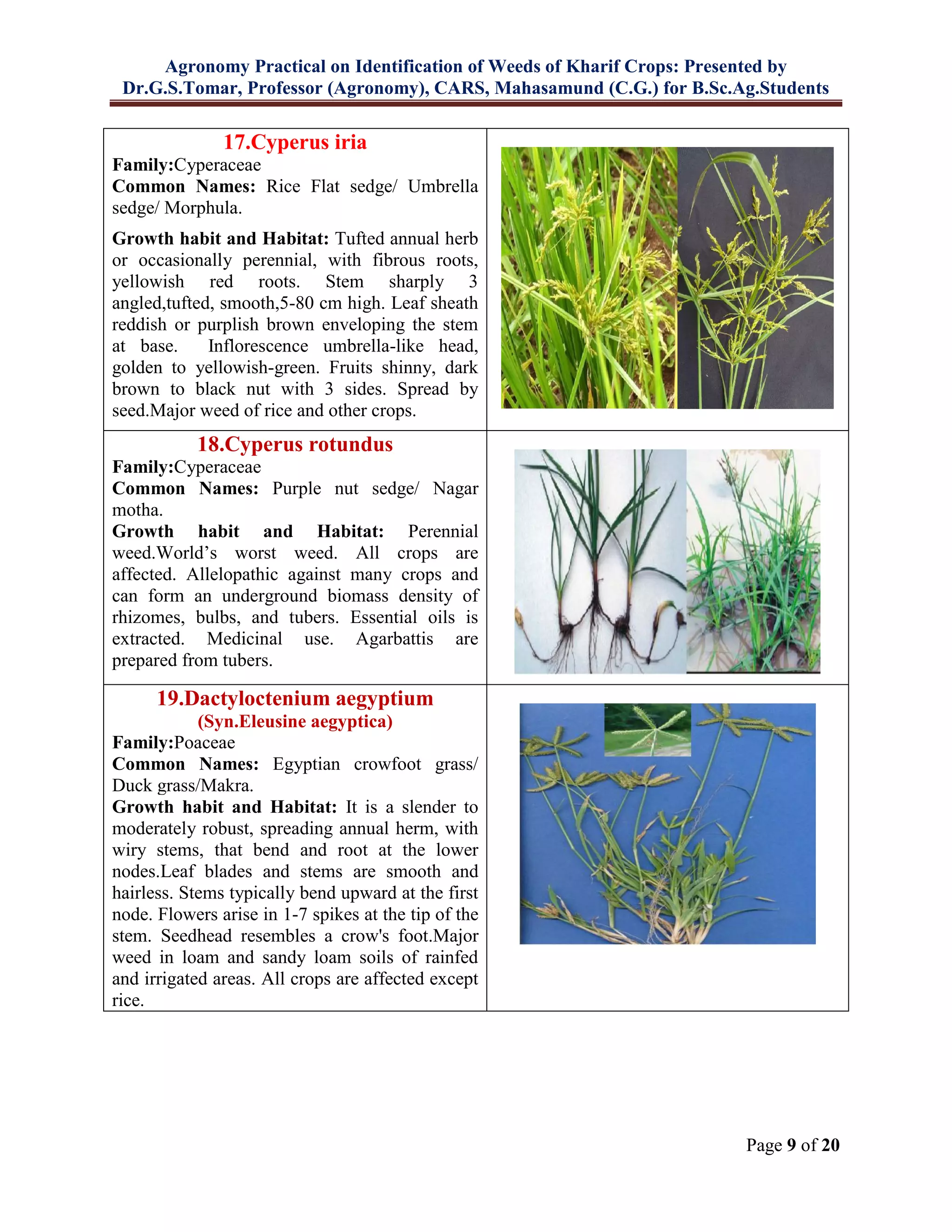 Agronomy Practical on Identification of Weeds of Kharif Crops: Presented by
Dr.G.S.Tomar, Professor (Agronomy), CARS, Mahasamund (C.G.) for B.Sc.Ag.Students
Page 9 of 20
17.Cyperus iria
Family:Cyperaceae
Common Names: Rice Flat sedge/ Umbrella
sedge/ Morphula.
Growth habit and Habitat: Tufted annual herb
or occasionally perennial, with fibrous roots,
yellowish red roots. Stem sharply 3
angled,tufted, smooth,5-80 cm high. Leaf sheath
reddish or purplish brown enveloping the stem
at base. Inflorescence umbrella-like head,
golden to yellowish-green. Fruits shinny, dark
brown to black nut with 3 sides. Spread by
seed.Major weed of rice and other crops.
18.Cyperus rotundus
Family:Cyperaceae
Common Names: Purple nut sedge/ Nagar
motha.
Growth habit and Habitat: Perennial
weed.World’s worst weed. All crops are
affected. Allelopathic against many crops and
can form an underground biomass density of
rhizomes, bulbs, and tubers. Essential oils is
extracted. Medicinal use. Agarbattis are
prepared from tubers.
19.Dactyloctenium aegyptium
(Syn.Eleusine aegyptica)
Family:Poaceae
Common Names: Egyptian crowfoot grass/
Duck grass/Makra.
Growth habit and Habitat: It is a slender to
moderately robust, spreading annual herm, with
wiry stems, that bend and root at the lower
nodes.Leaf blades and stems are smooth and
hairless. Stems typically bend upward at the first
node. Flowers arise in 1-7 spikes at the tip of the
stem. Seedhead resembles a crow's foot.Major
weed in loam and sandy loam soils of rainfed
and irrigated areas. All crops are affected except
rice.
 