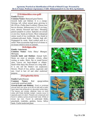 Agronomy Practical on Identification of Weeds of Kharif Crops: Presented by
Dr.G.S.Tomar, Professor (Agronomy), CARS, Mahasamund (C.G.) for B.Sc.Ag.Students
Page 11 of 20
23.Echinochloa crus-galli
Family:Poaceae
Common Names: Barnyard grass/Sanwa
Growth habit and Habitat: It is a clump-
forming, tall, robust annual grass growing to
60-120 cm. (Taller than E.colona). Fibrous root
but no rhizome. Inflorescence is 5-25 cm long,
erect, densely flowered and hairy. Drooping
panicle purplish in colour. Spikelets are awned
or awn less. Seeds are brown. Most widespread
mimic weed of rice worldwide. Also found in
wetlands/cultivated fields. Tolerate high pH.
Propagated by seeds. Seed cooked used as a
millet. Plant accumulate high level of nitrate in
its tissues which is toxic to animals.
24.Eclipta alba
Family: Asteraceae
Common Names: False Daisy/ Bhangra/
Bhringraj.
Growth habit and Habitat: Annual herb.
Stems are erect or prostate, velvety, often
rooting at nodes. Short, flat or round brown
stem. Leaves are lance-shaped or elliptic.
Small white daisy-like flowers on a long stalk..
It is one onf the Hindu’s ten auspicious
flowers. Weed of rice, pulses, sugarcane and
jute. Used in hair oil and other medicinal
purpose.
25.Euphorbia hirta
Family:Euphorbiaceae
Common Names: Red spurge/asthma
weed/milk weed/laal dudhi.
Growth habit and Habitat: Erect or prostrate
annual herb can grow up to 60 cm tall with a solid,
hairy stem that produces an abundant white latex.
The leaves are simple, elliptical, hairy on both
sides with finely dentate margin. Leaves occur in
opposite pairs on stem. Flowers are unisexual and
found in axillary cymes at each leaf node. White or
brown tap root. Found in cultivated fields,
grasslands, roadsides, gardens, lawns, fallow
lands. Useful medicinal plant.
 