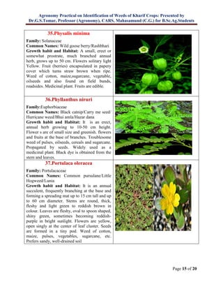 Agronomy Practical on Identification of Weeds of Kharif Crops: Presented by
Dr.G.S.Tomar, Professor (Agronomy), CARS, Mahasamund (C.G.) for B.Sc.Ag.Students
Page 15 of 20
35.Physalis minima
Family: Solanaceae
Common Names: Wild goose berry/Rashbhari
Growth habit and Habitat: A small, erect or
somewhat prostrate, much branched annual
herb, grows up to 50 cm. Flowers solitary light
Yellow. Fruit (berries) encapsulated in papery
cover which turns straw brown when ripe.
Weed of cotton, maize,sugarcane, vegetable,
oilseeds and also found on field bunds,
roadsides. Medicinal plant. Fruits are edible.
36.Phyllanthus niruri
Family:Euphorbiaceae
Common Names: Black catnip/Carry me seed/
Hurricane weed/Bhui amla/Hazar dana
Growth habit and Habitat: It is an erect,
annual herb growing to 10-50 cm height.
Flower s are of small size and greenish. flowers
and fruits at the base of branches. Troublesome
weed of pulses, oilseeds, cereals and sugarcane.
Propagated by seeds. Widely used as a
medicinal plant. Black dye is obtained from the
stem and leaves.
37.Portulaca oleracea
Family: Portulacaceae
Common Names: Common pursulane/Little
Hogweed/Lunia
Growth habit and Habitat: It is an annual
succulent, frequently branching at the base and
forming a spreading mat up to 15 cm tall and up
to 60 cm diameter. Stems are round, thick,
fleshy and light green to reddish brown in
colour. Leaves are fleshy, oval to spoon shaped,
shiny green, sometimes becoming reddish-
purple in bright sunlight. Flowers are yellow,
open singly at the center of leaf cluster. Seeds
are formed in a tiny pod. Weed of cotton,
maize, pulses, vegetables, sugarcane, etc.
Prefers sandy, well-drained soil
 
