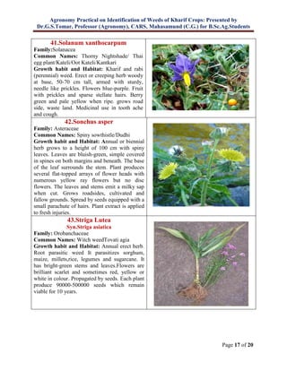 Agronomy Practical on Identification of Weeds of Kharif Crops: Presented by
Dr.G.S.Tomar, Professor (Agronomy), CARS, Mahasamund (C.G.) for B.Sc.Ag.Students
Page 17 of 20
41.Solanum xanthocarpum
Family:Solanacea
Common Names: Thorny Nightshade/ Thai
egg plant/Kateli/Oot Kateli/Kantkari
Growth habit and Habitat: Kharif and rabi
(perennial) weed. Erect or creeping herb woody
at base, 50-70 cm tall, armed with sturdy,
needle like prickles. Flowers blue-purple. Fruit
with prickles and sparse stellate hairs. Berry
green and pale yellow when ripe. grows road
side, waste land. Medicinal use in tooth ache
and cough.
42.Sonchus asper
Family: Asteraceae
Common Names: Spiny sowthistle/Dudhi
Growth habit and Habitat: Annual or biennial
herb grows to a height of 100 cm with spiny
leaves. Leaves are bluish-green, simple covered
in spines on both margins and beneath. The base
of the leaf surrounds the stem. Plant produces
several flat-topped arrays of flower heads with
numerous yellow ray flowers but no disc
flowers. The leaves and stems emit a milky sap
when cut. Grows roadsides, cultivated and
fallow grounds. Spread by seeds equipped with a
small parachute of hairs. Plant extract is applied
to fresh injuries.
43.Striga Lutea
Syn.Striga asiatica
Family: Orobanchaceae
Common Names: Witch weedTovati agia
Growth habit and Habitat: Annual erect herb.
Root parasitic weed It parasitizes sorghum,
maize, millets,rice, legumes and sugarcane. It
has bright-green stems and leaves.Flowers are
brilliant scarlet and sometimes red, yellow or
white in colour. Propagated by seeds. Each plant
produce 90000-500000 seeds which remain
viable for 10 years.
 