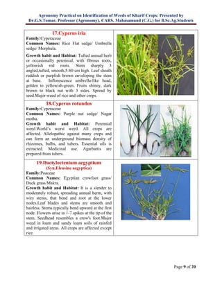 Agronomy Practical on Identification of Weeds of Kharif Crops: Presented by
Dr.G.S.Tomar, Professor (Agronomy), CARS, Mahasamund (C.G.) for B.Sc.Ag.Students
Page 9 of 20
17.Cyperus iria
Family:Cyperaceae
Common Names: Rice Flat sedge/ Umbrella
sedge/ Morphula.
Growth habit and Habitat: Tufted annual herb
or occasionally perennial, with fibrous roots,
yellowish red roots. Stem sharply 3
angled,tufted, smooth,5-80 cm high. Leaf sheath
reddish or purplish brown enveloping the stem
at base. Inflorescence umbrella-like head,
golden to yellowish-green. Fruits shinny, dark
brown to black nut with 3 sides. Spread by
seed.Major weed of rice and other crops.
18.Cyperus rotundus
Family:Cyperaceae
Common Names: Purple nut sedge/ Nagar
motha.
Growth habit and Habitat: Perennial
weed.World’s worst weed. All crops are
affected. Allelopathic against many crops and
can form an underground biomass density of
rhizomes, bulbs, and tubers. Essential oils is
extracted. Medicinal use. Agarbattis are
prepared from tubers.
19.Dactyloctenium aegyptium
(Syn.Eleusine aegyptica)
Family:Poaceae
Common Names: Egyptian crowfoot grass/
Duck grass/Makra.
Growth habit and Habitat: It is a slender to
moderately robust, spreading annual herm, with
wiry stems, that bend and root at the lower
nodes.Leaf blades and stems are smooth and
hairless. Stems typically bend upward at the first
node. Flowers arise in 1-7 spikes at the tip of the
stem. Seedhead resembles a crow's foot.Major
weed in loam and sandy loam soils of rainfed
and irrigated areas. All crops are affected except
rice.
 