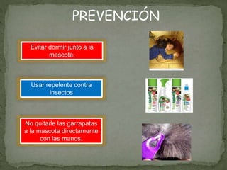 Evitar dormir junto a la
mascota.
Usar repelente contra
insectos
PREVENCIÓN
No quitarle las garrapatas
a la mascota directamente
con las manos.
 