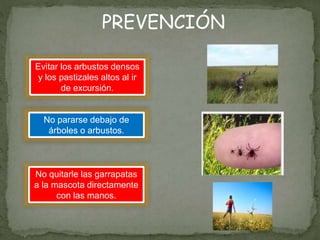 PREVENCIÓN
Evitar los arbustos densos
y los pastizales altos al ir
de excursión.
No pararse debajo de
árboles o arbustos.
No quitarle las garrapatas
a la mascota directamente
con las manos.
 