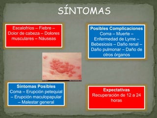 SÍNTOMAS
Escalofríos – Fiebre –
Dolor de cabeza – Dolores
musculares – Náuseas
Síntomas Posibles
Coma – Erupción petequial
– Erupción maculopapular
– Malestar general
Expectativas
Recuperación de 12 a 24
horas
Posibles Complicaciones
Coma – Muerte –
Enfermedad de Lyme –
Bebesiosis – Daño renal –
Daño pulmonar – Daño de
otros órganos
 