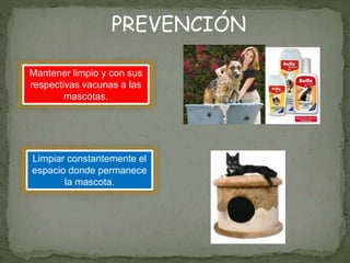 PREVENCIÓN
Mantener limpio y con sus
respectivas vacunas a las
mascotas.
Limpiar constantemente el
espacio donde permanece
la mascota.
 