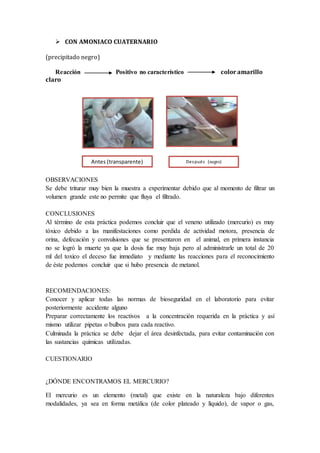  CON AMONIACO CUATERNARIO
(precipitado negro)
Reacción Positivo no característico color amarillo
claro
OBSERVACIONES
Se debe triturar muy bien la muestra a experimentar debido que al momento de filtrar un
volumen grande este no permite que fluya el filtrado.
CONCLUSIONES
Al término de esta práctica podemos concluir que el veneno utilizado (mercurio) es muy
tóxico debido a las manifestaciones como perdida de actividad motora, presencia de
orina, defecación y convulsiones que se presentaron en el animal, en primera instancia
no se logró la muerte ya que la dosis fue muy baja pero al administrarle un total de 20
ml del toxico el deceso fue inmediato y mediante las reacciones para el reconocimiento
de éste podemos concluir que si hubo presencia de metanol.
RECOMENDACIONES:
Conocer y aplicar todas las normas de bioseguridad en el laboratorio para evitar
posteriormente accidente alguno
Preparar correctamente los reactivos a la concentración requerida en la práctica y así
mismo utilizar pipetas o bulbos para cada reactivo.
Culminada la práctica se debe dejar el área desinfectada, para evitar contaminación con
las sustancias químicas utilizadas.
CUESTIONARIO
¿DÓNDE ENCONTRAMOS EL MERCURIO?
El mercurio es un elemento (metal) que existe en la naturaleza bajo diferentes
modalidades, ya sea en forma metálica (de color plateado y líquido), de vapor o gas,
Después (negro)Antes (transparente)
 