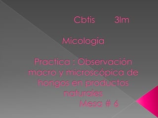                Cbtis        3lmMicología Practica : Observación macro y microscópica de hongos en productos naturales             Mesa # 6 
