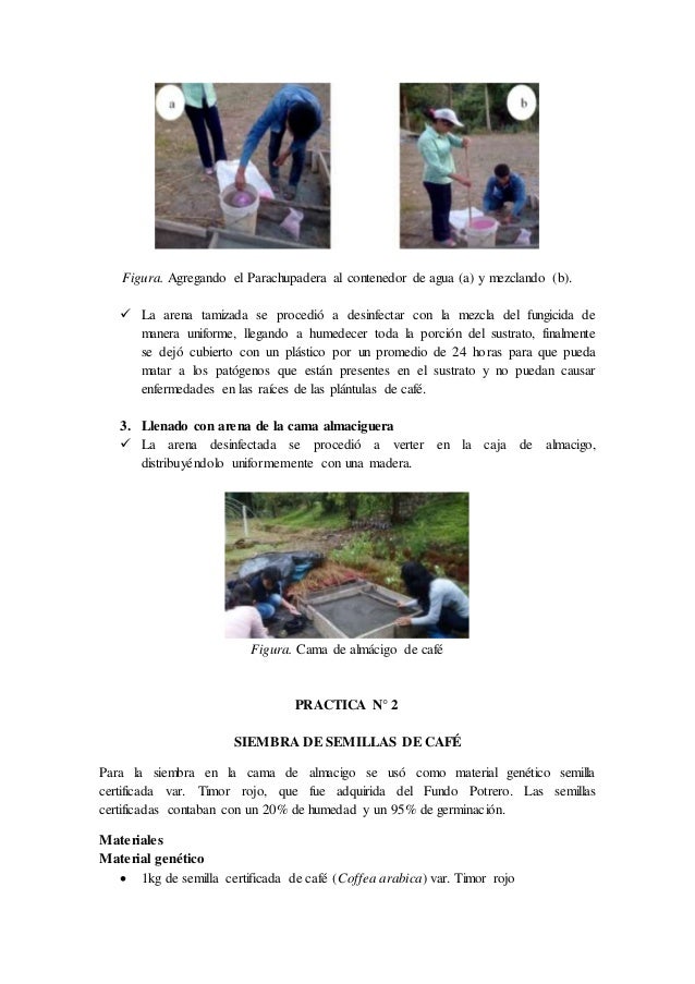 INSTALACIÓN DE CAMA DE ALMACIGO DE CAFÉ