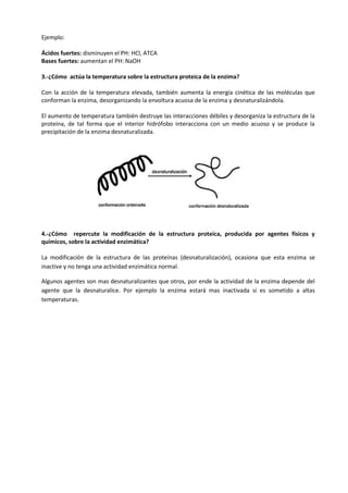 Ejemplo:

Ácidos fuertes: disminuyen el PH: HCl, ATCA
Bases fuertes: aumentan el PH: NaOH

3.-¿Cómo actúa la temperatura sobre la estructura proteica de la enzima?

Con la acción de la temperatura elevada, también aumenta la energía cinética de las moléculas que
conforman la enzima, desorganizando la envoltura acuosa de la enzima y desnaturalizándola.

El aumento de temperatura también destruye las interacciones débiles y desorganiza la estructura de la
proteína, de tal forma que el interior hidrófobo interacciona con un medio acuoso y se produce la
precipitación de la enzima desnaturalizada.




4.-¿Cómo repercute la modificación de la estructura proteica, producida por agentes físicos y
químicos, sobre la actividad enzimática?

La modificación de la estructura de las proteínas (desnaturalización), ocasiona que esta enzima se
inactive y no tenga una actividad enzimática normal.

Algunos agentes son mas desnaturalizantes que otros, por ende la actividad de la enzima depende del
agente que la desnaturalice. Por ejemplo la enzima estará mas inactivada si es sometido a altas
temperaturas.
 