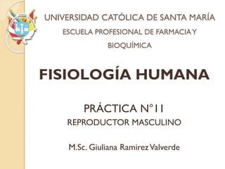 UNIVERSIDAD CATÓLICA DE SANTA MARÍA
ESCUELA PROFESIONAL DE FARMACIAY
BIOQUÍMICA
FISIOLOGÍA HUMANA
PRÁCTICA N°11
REPRODUCTOR MASCULINO
M.Sc. Giuliana RamirezValverde
 