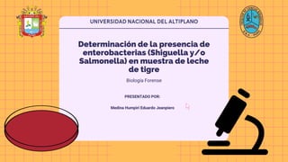 Determinación de la presencia de
enterobacterias (Shiguella y/o
Salmonella) en muestra de leche
de tigre
Biología Forense
PRESENTADO POR:
Medina Humpiri Eduardo Jeanpiero
 