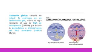Supresión génica: consiste en
reducir la expresión de un
determinado gen, lo cual se logra
mediante el uso de RNA de
interferencia (shRNA) que induce
la degradación o silenciamiento
del RNA mensajero (mRNA)
blanco.
 