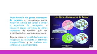 Transferencia de genes supresores
de tumores: el tratamiento puede
incidir en la base del cáncer e inhibir
la expresión de oncogenes, o
transferir copias correctas de genes
supresores de tumores que han
presentado deleciones o mutaciones.
De esta manera, las células tumorales
recuperan su respuesta a estímulos
proapoptóticos, y se vuelven más
sensibles a la quimioterapia.
 