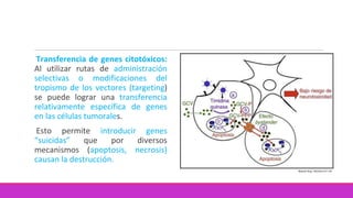 Transferencia de genes citotóxicos:
Al utilizar rutas de administración
selectivas o modificaciones del
tropismo de los vectores (targeting)
se puede lograr una transferencia
relativamente específica de genes
en las células tumorales.
Esto permite introducir genes
“suicidas” que por diversos
mecanismos (apoptosis, necrosis)
causan la destrucción.
 