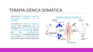 TERAPIA GÉNICA SOMÁTICA
consiste en la inserción de genes
funcionales ausentes en el
individuo.
Se realiza en todas las células y
tejidos del organismo con el
objetivo de tratar una enfermedad
o realizar un marcaje, de manera
que las modificaciones
introducidas, si consiguen perdurar
en la célula, no son heredables y
solo tienen lugar en dicho paciente
 