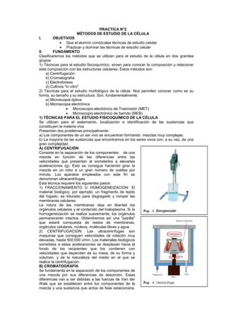 PRACTICA N°2
                     MÉTODOS DE ESTUDIO DE LA CÉLULA
I.       OBJETIVOS
                  Que el alumno conózcalas técnicas de estudio celular
                  Practicar y dominar las técnicas de estudio celular
II.      FUNDAMENTO
Clasificaremos los métodos que se utilizan para el estudio de la célula en dos grandes
grupos:
1) Técnicas para el estudio fisicoquímico: sirven para conocer la composición y relacionar
esta composición con las estructuras celulares. Estos métodos son:
    a) Centrifugación
    b) Cromatografía
    c) Electroforesis
    d) Cultivos "in vitro"
2) Técnicas para el estudio morfológico de la célula. Nos permiten conocer como es su
forma, su tamaño y su estructura. Son, fundamentalmente:
    a) Microscopia óptica
    b) Microscopia electrónica
                      Microscopio electrónico de Trasmisión (MET)
                      Microscopio electrónico de barrido (MEB)
1) TÉCNICAS PARA EL ESTUDIO FISICOQUÍMICO DE LA CÉLULA
Se utilizan para el aislamiento, localización e identificación de las sustancias que
constituyen la materia viva.
Presentan dos problemas principalmente:
a) Los componentes de un ser vivo se encuentran formando mezclas muy complejas.
b) La mayoría de las sustancias que encontramos en los seres vivos son, a su vez, de una
gran complejidad.
A) CENTRIFUGACIÓN
Consiste en la separación de los componentes de una
mezcla en función de las diferencias entre las
velocidades que presentan al someterlos a elevadas
aceleraciones (g). Esto se consigue haciendo girar la
mezcla en un rotor a un gran número de vueltas por
minuto. Los aparatos empleados con este fin se
denominan ultracentrifugas.
Esta técnica requiere los siguientes pasos:
1) FRACCIONAMIENTO U HOMOGENEIZACION: El
material biológico, por ejemplo: un fragmento de tejido
del hígado, es triturado para disgregarlo y romper las
membranas celulares.
La rotura de las membranas deja en libertad los
orgánulos celulares y el contenido del hialoplasma. Si la
homogeneización se realiza suavemente, los orgánulos
permanecerán intactos. Obtendremos así una "papilla"
que estará compuesta de restos de membranas,
orgánulos celulares, núcleos, moléculas libres y agua.
2) CENTRIFUGACION: Las ultracentrífugas son
maquinas que consiguen velocidades de rotación muy
elevadas, hasta 500.000 v/mn. Los materiales biológicos
sometidos a estas aceleraciones se desplazan hacia el
fondo de los recipientes que los contienen con
velocidades que dependen de su masa, de su forma y
volumen, y de la naturaleza del medio en el que se
realice la centrifugación.
B) CROMATOGRAFÍA
Se fundamenta en la separación de los componentes de
una mezcla por sus diferencias de absorción. Estas
diferencias van a ser debidas a las fuerzas de Van der
Wals que se establecen entre los componentes de la
mezcla y una sustancia que actúa de fase estacionaria.
 