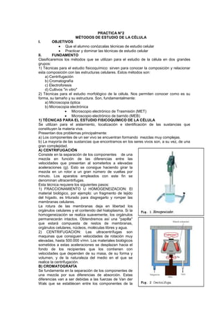 PRACTICA N°2
                     MÉTODOS DE ESTUDIO DE LA CÉLULA
I.       OBJETIVOS
                  Que el alumno conózcalas técnicas de estudio celular
                  Practicar y dominar las técnicas de estudio celular
II.      FUNDAMENTO
Clasificaremos los métodos que se utilizan para el estudio de la célula en dos grandes
grupos:
1) Técnicas para el estudio fisicoquímico: sirven para conocer la composición y relacionar
esta composición con las estructuras celulares. Estos métodos son:
    a) Centrifugación
    b) Cromatografía
    c) Electroforesis
    d) Cultivos "in vitro"
2) Técnicas para el estudio morfológico de la célula. Nos permiten conocer como es su
forma, su tamaño y su estructura. Son, fundamentalmente:
    a) Microscopia óptica
    b) Microscopia electrónica
                      Microscopio electrónico de Trasmisión (MET)
                      Microscopio electrónico de barrido (MEB)
1) TÉCNICAS PARA EL ESTUDIO FISICOQUÍMICO DE LA CÉLULA
Se utilizan para el aislamiento, localización e identificación de las sustancias que
constituyen la materia viva.
Presentan dos problemas principalmente:
a) Los componentes de un ser vivo se encuentran formando mezclas muy complejas.
b) La mayoría de las sustancias que encontramos en los seres vivos son, a su vez, de una
gran complejidad.
A) CENTRIFUGACIÓN
Consiste en la separación de los componentes de una
mezcla en función de las diferencias entre las
velocidades que presentan al someterlos a elevadas
aceleraciones (g). Esto se consigue haciendo girar la
mezcla en un rotor a un gran número de vueltas por
minuto. Los aparatos empleados con este fin se
denominan ultracentrifugas.
Esta técnica requiere los siguientes pasos:
1) FRACCIONAMIENTO U HOMOGENEIZACION: El
material biológico, por ejemplo: un fragmento de tejido
del hígado, es triturado para disgregarlo y romper las
membranas celulares.
La rotura de las membranas deja en libertad los
orgánulos celulares y el contenido del hialoplasma. Si la
homogeneización se realiza suavemente, los orgánulos
permanecerán intactos. Obtendremos así una "papilla"
que estará compuesta de restos de membranas,
orgánulos celulares, núcleos, moléculas libres y agua.
2) CENTRIFUGACION: Las ultracentrífugas son
maquinas que consiguen velocidades de rotación muy
elevadas, hasta 500.000 v/mn. Los materiales biológicos
sometidos a estas aceleraciones se desplazan hacia el
fondo de los recipientes que los contienen con
velocidades que dependen de su masa, de su forma y
volumen, y de la naturaleza del medio en el que se
realice la centrifugación.
B) CROMATOGRAFÍA
Se fundamenta en la separación de los componentes de
una mezcla por sus diferencias de absorción. Estas
diferencias van a ser debidas a las fuerzas de Van der
Wals que se establecen entre los componentes de la
 