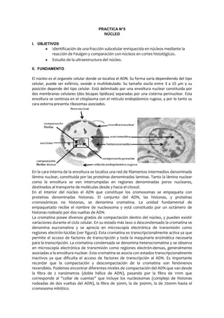 PRACTICA N°5
                                          NÚCLEO

I. OBJETIVOS
           Identificación de una fracción subcelular enriquecida en núcleos mediante la
           reacción de Feulgen y comparación con núcleos en cortes histológicos.
           Estudio de la ultraestructura del núcleo.

II. FUNDAMENTO

El núcleo es el organelo celular donde se localiza el ADN. Su forma varía dependiendo del tipo
celular, puede ser esférico, ovoide o multilobulado. Su tamaño oscila entre 3 a 15 μm y su
posición depende del tipo celular. Está delimitado por una envoltura nuclear constituida por
dos membranas celulares (dos bicapas lipídicas) separadas por una cisterna perinuclear. Esta
envoltura se continúa en el citoplasma con el retículo endoplásmico rugoso, y por lo tanto su
cara externa presenta ribosomas asociados.




En la cara interna de la envoltura se localiza una red de filamentos intermedios denominada
lámina nuclear, constituida por las proteínas denominadas laminas. Tanto la lámina nuclear
como la envoltura se ven interrumpidas en regiones denominadas poros nucleares,
destinados al transporte de moléculas desde y hacia el citosol.
En el interior del núcleo el ADN que constituye los cromosomas se empaqueta con
proteínas denominadas histonas. El conjunto del ADN, las histonas, y proteínas
cromosómicas no histonas, se denomina cromatina. La unidad fundamental de
empaquetado recibe el nombre de nucleosoma y está constituido por un octámero de
histonas rodeado por dos vueltas de ADN.
La cromatina posee diversos grados de compactación dentro del núcleo, y pueden existir
variaciones durante el ciclo celular. En su estado más laxo o descondensado la cromatina se
denomina eucromatina y se aprecia en microscopía electrónica de transmisión como
regiones electrón-lúcidas (ver figura). Esta cromatina es transcripcionalmente activa ya que
permite el acceso de factores de transcripción y toda la maquinaria enzimática necesaria
para la transcripción. La cromatina condensada se denomina heterocromatina y se observa
en microscopía electrónica de transmisión como regiones electrón-densas, generalmente
asociadas a la envoltura nuclear. Esta cromatina se asocia con estados transcripcionalmente
inactivos ya que dificulta el acceso de factores de transcripción al ADN. Es importante
recordar que la compactación y descompactación de la cromatina son fenómenos
reversibles. Podemos encontrar diferentes niveles de compactación del ADN que van desde
la fibra de 2 nanómetros (doble hélice de ADN), pasando por la fibra de 11nm que
corresponde al “collar de cuentas” que incluye los nucleosomas (complejo de histonas
rodeadas de dos vueltas del ADN), la fibra de 30nm, la de 300nm, la de 700nm hasta el
cromosoma mitótico.
 