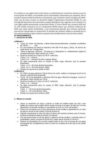 El nucléolo es una región dentro del núcleo, no delimitada por membrana, donde ocurre la
transcripción del ARNr y ensamblado de las subunidades ribosomales por separado. Allí se
localizan loops de ADN de distintos cromosomas, que contienen clusters de genes de ARNr.
Cada uno de estos clusters se denomina Región Organizadora Nucleolar (NOR). En una
micrografía electrónica de transmisión pueden distinguirse tres regiones en el nulceolo: (1)
una región pálida denominada componente fibrilar o centro fibrilar que contiene ADN que
no está siendo transcrito, (2) un componente fibrilar denso que contiene moléculas de
ARNr que están siendo sintetizadas, y (3) componente granular que contiene partículas
precursoras ribosomales en maduración. El tamaño del nucleolo refleja su actividad por lo
que varía en distintos tipos celulares y puede variar también dentro de una misma célula.
III. PROCEDIMIENTO
1. Extracción de ADN.

a) Método I:
        Lavar las hojas de espinaca y llenar hasta aproximadamente completar una Beaker
       de 100mL. (         mg)
       En una licuadora se coloca la espinaca más 200 ml de agua y 20mg de cloruro de
       sodio (licuar por 15 segundos)
        Filtrar la espinaca, adicionar 1/6 parte de un detergente no antibacteriano (según la
       cantidad adquirida). Dejar reposar por 10min
       Dividir la muestra en 4 tubos con 40 ml cada tubo,
       Tubos 1 y 3 → Enzima
       Tubos 2 y 4 → Extracto de piña o papaya (filtrar)
       Se agita suavemente para no romper el ADN, luego adicionar: (por la paredes
       lentamente.
       Tubos 1 y 2→ 40 ml de alcohol isopropilico
       Tubos 3 y 4→ 40 ml de alcohol etílico
       Extraer con ayuda de la varilla en ADN
b) Método II:
       En 100ml de agua adicionar 10g de cloruro de sodio, realizar un enjuague bucal con la
       solución anteriormente preparada
       Tomar 50 ml de detergente y adicionar 50ml de agua. Mezcal el enjuague bucal y el
       detergente. Dejar reposar por 10min
       Dividir la muestra en 2 tubos con 40 ml cada tubo,
       Tubos 1 y 2 → Enzima
       Se agita suavemente para no romper el ADN, luego adicionar: (por la paredes
       lentamente).
       Tubos 1 → 40 ml de alcohol isopropilico
       Tubos 2 → 40 ml de alcohol etílico
       Extraer con ayuda de la varilla en ADN


2. Mitosis en cebolla

       Llenar un recipiente con agua y colocar un bulbo de cebolla sujeto con dos o tres
       palillos de manera que la parte inferior quede inmersa en el agua. Al cabo de 3-4 días
       aparecerán numerosas raicillas en crecimiento de unos 3 ó 4 cm. de longitud.
       Cortar con una tijeras unos 2-3mm del extremo de las raicillas y depositarlo en un vidrio
       de reloj en el que se han vertido 2-3ml de Orceína A.
       Calentar suavemente el vidrio de reloj a la llama del mechero durante unos 8 minutos,
       evitando la ebullición,hasta la emisión de vapores
       Con las pinzas tomar no de los ápices o extremos de las raicillas y colocarla sobre un
       portaobjetos, añadir una gota de Orceína B y dejar actuar durante un minuto.5
       Colocar el cubreobjetos con mucho cuidado sobre la raíz. Con el mango de una aguja
       enmangada dar unosgolpecitos cobre el cubre sin romperlo de modo que la raíz quede
       extendida.
 