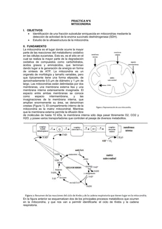 PRACTICA N°6
                                      MITOCONDRIA

I. OBJETIVOS
      Identificación de una fracción subcelular enriquecida en mitocondrias mediante la
      detección de actividad de la enzima succinato deshidrogenasa (SDH).
      Estudio de la ultraestructura de la mitocondria.

II. FUNDAMENTO
La mitocondria es el lugar donde ocurre la mayor
parte de las reacciones del metabolismo oxidativo
en las células eucariotas. Esto es, es el sitio en el
cual se realiza la mayor parte de la degradación
oxidativa de compuestos como carbohidratos,
ácidos grasos y aminoácidos, que terminan
dando lugar a la generación de energía en forma
de síntesis de ATP. La mitocondria es un
organelo de morfología y tamaño variables, pero
que típicamente tiene una forma elipsoide, de
aproximadamente 0,5 μm de diámetro y 1 μm de
largo. Las mitocondrias están delimitadas por dos
membranas, una membrana externa lisa y una
membrana interna extensamente invaginada. El
espacio entre ambas membranas se conoce
como      espacio      intermembrana,       y     las
invaginaciones de la membrana interna, que
amplían enormemente su área, se denominan
crestas (Figura 1). El compartimento interno de la
mitocondria es la matriz mitocondrial. Mientras
que la membrana externa permite la difusión libre
de moléculas de hasta 10 kDa, la membrana interna sólo deja pasar libremente O2, CO2 y
H2O, y posee varios transportadores que controlan el pasaje de diversos metabolitos.




En la figura anterior se esquematizan dos de los principales procesos metabólicos que ocurren
en la mitocondria, y que nos van a permitir identificarla: el ciclo de Krebs y la cadena
respiratoria.
 