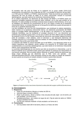 El resultado neto del ciclo de Krebs es la oxidación de un grupo acetilo (CH3−C=O)
perteneciente a la acetil-CoA a dos moléculas de CO2, y en paralelo la reducción de tres NAD+
y un FAD para dar 3 NADH y un FADH2, respectivamente. Todas las enzimas que catalizan las
reacciones del ciclo de Krebs se hallan en la matriz mitocondrial, excepto la succinato
deshidrogenas, que está inserta en la membrana mitocondrial interna.
En la cadena respiratoria, los electrones de alta energía del NADH y el FADH2 pasan por
sucesivos complejos aceptores de potencial redox creciente, con lo que esta energía se va
liberando. En cada complejo se bombean protones hacia el espacio intermembrana, con lo que
se establece una diferencia de concentración de H+ (y de carga) a través de la membrana
mitocondrial interna. La energía liberada por el transporte de electrones queda almacenada en
forma de un gradiente electroquímico.
Los tres complejos, así como los dos transportadores, que constituyen la cadena respiratoria,
están insertos en la membrana mitocondrial interna. Los electrones provenientes del NADH
pasan al complejo NADH deshidrogenasa, y de allí pasan a la coenzima Q, una pequeña
molécula hidrofóbica, que los transporta al complejo citocromo b-c1. Los citocromos son
proteínas que contienen grupos hemo, en los que un átomo de hierro alterna entre los estados
de oxidación Fe (II) y Fe (III). Existen varios tipos de citocromos, que pueden hallarse formando
parte de complejos, o bien aislados, como el citocromo c, que transporta electrones del
complejo citocromo b-c1 al complejo citocromo oxidasa. En este complejo, los electrones llegan
a su aceptor final, el O2, para formar H2O.
La oxidación del FADH2 es menos favorable que la del NADH, y sus electrones entran en la
cadena respiratoria más adelante, siendo cedidos a la coenzima Q. El FADH2 está unido
covalentemente a la succinato deshidrogenasa, que está inserta en la membrana mitocondrial
interna, como mencionamos más atrás.
La succinato deshidrogenasa es una enzima que sólo se encuentra en mitocondrias, y por lo
tanto la medición de su actividad puede usarse para detectar la presencia de mitocondrias en
una fracción subcelular. Esto se puede realizar utilizando un aceptor artificial de electrones que
tenga mayor afinidad por los electrones que el FAD, como por ejemplo:                          2,6-
diclorofenolindofenol (DCPIP). Este compuesto cambia el color según su estado de oxidación:
es azul cuando se encuentra en estado oxidado e incoloro cuando está reducido.




III. PROCEDIMIENTO
1. Respiración.
        Pesar 20 g de levadura y llevara un matraz de 200 mL
        Adicionar agua ( enrazar a 200mL)
        Pesar 1g de azúcar y llevar a matraz ( mas una pisca de sal), tapar con el corcho y el
        tubo acodado o en forma de U
        Paralelamente llenar otro matraz con agua de cal ( 15g de oxido de calcio en 1000ml
        de agua destilada hervida)
        Unir los dos matraces mediante el tubo acodado o en forma de U.
2. Fermentación
        Con la probeta medir 200 ml de leche y llevar a un frasco de vidrio
 