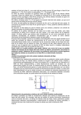 estaban al final de la fase S, y por ende sólo les queda recorrer G2 para llegar a fase M (ver
esquema a T = T0). Por lo tanto, en este gráfico, T1 -- T0 es igual a G2.
El 100% de mitosis marcadas se mantiene hasta que llegan a fase M las últimas células
marcadas. Estas son células que a T0 estaban al comienzo de S. Por lo tanto, el tiempo que
transcurre entre que llegan a fase M las primeras y las últimas células marcadas es igual a la
duración de la fase S. Este tiempo es igual a T2 – T1.
Por último, el tiempo entre T1 y T3 es igual a la duración total del ciclo celular, ya que es el
tiempo entre dos fases M para las mismas células.
En suma, de esta gráfica se obtienen la duración de G2, de S y del total del ciclo celular. Si
conocemos la duración de la fase M (en general igual a 1 hora), podemos además obtener la
duración de G1.
En resumen, la idea básica es usar la mitosis como una ventana y observar a la cohorte de
células marcadas con timidina tritiada pasar por ella.
El análisis de la gráfica obtenida con los datos de la tabla I es muy similar, pero debe
considerarse el efecto de la variación del ciclo celular y sus fases dentro de la población
celular. El efecto gráfico que produce esta consideración es una curva suavizada de una
oscilación amortiguada. El problema biomatemático que se suscita es cómo obtener
información de los parámetros celulares a partir de éste gráfico.
El propio Henry Quastler, pionero en el análisis autorradiográfico del ciclo celular también fue el
padre del concepto de utilizar las intersecciones de la curva con el 50% de las mitosis
marcadas/mitosis totales como un estimador de las duraciones medias de las fases del ciclo.
Este es el método que se utilizará en clase. Sin perjuicio de ello, debe saberse que en los
casos en que el segundo pico no alcanza al 50% se debe recurrir a modelos matemáticos
complejos que están fuera de la órbita de este curso.
Como verán en la parte práctica, para poder obtener una curva de la que se puedan
estimar los tiempos de las etapas del ciclo celular se deberá, previamente, sincronizar la
población celular. Hablamos de sincronizar una población asincrónica cuando logramos
que todas las células se encuentren en la fase M en un determinado momento.
Parte 3
Análisis de parámetros del ciclo celular mediante citometría de flujo
Cuantificación de ADN
    Para determinar rápidamente parámetros del ciclo de una población celular puede utilizarse
    citometría de flujo. Un método clásico consiste en incubar a las células (vivas o fijadas y
    previamente permeabilizadas) con ioduro de propidio (PI), un agente que se intercala en el
    ADN de forma estequiométrica y emite fluorescencia cuando es excitado con una
    determinada longitud de onda. El material teñido es entonces medido en el citómetro de
    flujo, y la señal fluorescente genera un pulso electrónico en los detectores con una altura
    (amplitud) que es proporcional a la emisión de fluorescencia total de la célula. La clave para
    esta interpretación es que la célula incorpora una cantidad de colorante proporcional a su
    contenido de ADN. Utilizando estándares adecuados, con contenidos diploides conocidos
    como eritrocitos de pollo, se puede determinar la ploidía de las células de interés




Determinación de parámetros cinéticos del ciclo celular (análisis multivariado)
El análisis cuantitativo de ADN es ampliamente utilizado para estimar la distribución de las
fases del ciclo celular. Sin embrago, este tipo de análisis no aporta información citodinámica
como la duración del ciclo o el tiempo de tránsito entre las fases. Estos parámetros pueden
determinarse utilizando autorradiografía y determinando la cantidad de mitosis marcadas, o
mediante técnicas más modernas de marcaje de células que están sintetizando ADN.
Fase S
 