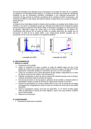Uno de los abordajes más utilizados es la incorporación en el medio de cultivo de un nucleótido
no radiactivo, la bromodesoxiuridina (BrdU), un análogo de timidina que puede ser identificado
mediante el uso de anticuerpos anti-BrdU conjugados a una molécula fluorescente. La
citometría de flujo permite la medición simultánea de la cantidad de BrdU incorporado y del
contenido de ADN en cada célula, permitiendo realizar el seguimiento de un grupo de células a
través del ciclo.
Fase M
La histona H3 es fosforilada durante la mitosis entre la profase y la anafase tanto mitótica como
meiótica, y por tanto su fosforilación puede ser utilizada para determinar la cantidad de células
que se encuentran en fase M. Para ello se utiliza un anticuerpo conjugado a un fluorocromo (en
el ejemplo, Alexa-647) capaz de unirse sólo a la forma fosforilada de la histona H3.
Combinando esta técnica con la tinción de ADN, es posible discriminar las células que se
encuentran en fase M de la región G2M, y por consecuencia también aquellas que se
encuentran en G2, como se muestra en las siguientes gráficas.




III. PROCEDIMIENTOS
1. Mitosis en cebolla
        Preparación de la cebolla
        Llenar un recipiente con agua y colocar un bulbo de cebolla sujeto con dos o tres
        palillos de manera que la parte inferior quede inmersa en el agua. Al cabo de 3-4 días
        aparecerán numerosas raicillas en crecimiento de unos 3 ó 4 cm. de longitud.
        Cortar con una tijeras unos 2-3mm del extremo de las raicillas y depositarlo en un vidrio
        de reloj en el que se han vertido 2-3ml de Orceína A.
        Calentar suavemente el vidrio de reloj a la llama del mechero durante unos 8 minutos,
        evitando la ebullición,hasta la emisión de vapores
        Con las pinzas tomar no de los ápices o extremos de las raicillas y colocarla sobre un
        portaobjetos, añadir una gota de Orceína B y dejar actuar durante un minuto.5
        Colocar el cubreobjetos con mucho cuidado sobre la raíz. Con el mango de una aguja
        enmangada dar unosgolpecitos cobre el cubre sin romperlo de modo que la raíz quede
        extendida.
        Sobre la preparación colocar unas tiras de papel filtro, 5 o 6. Poner el dedo pulgar
        sobre el papel filtro en lazona de cubre objetos y hacer una suave presión, evitando
        que el cubre resbale
        Observar al microscopio


IV. CUESTIONARIO.
    1. Describa los observado en práctica
 